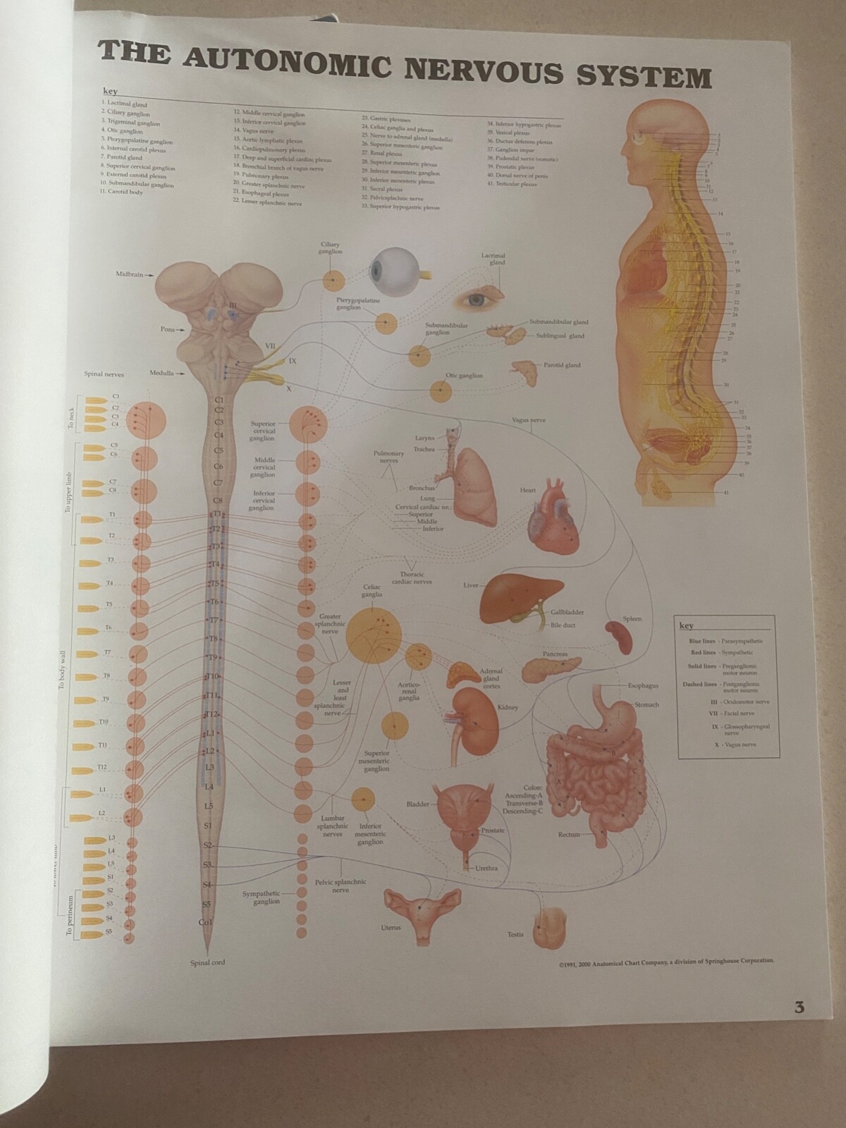 Drug rep 14″X11″ book bound Anatomic Charts