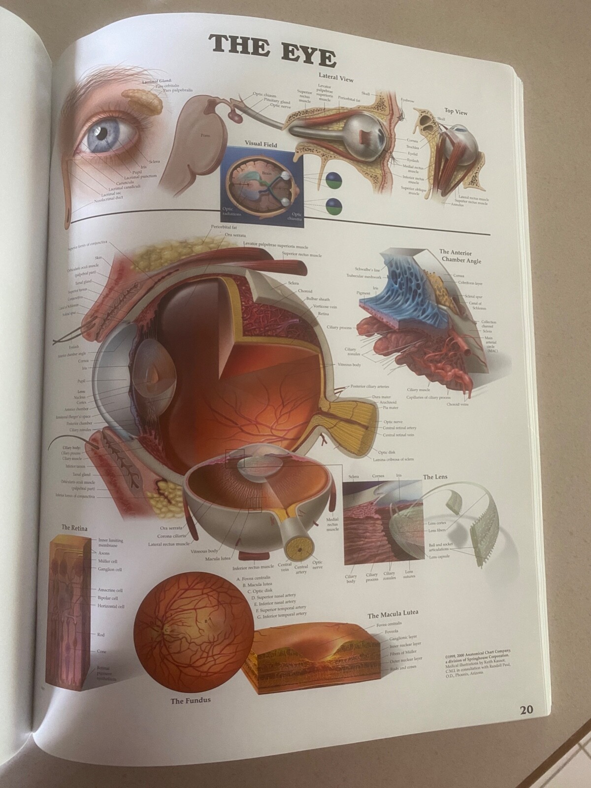 Drug rep 14″X11″ book bound Anatomic Charts