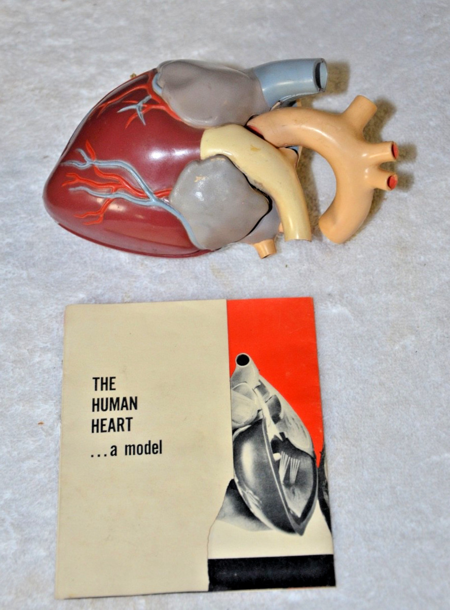 1960’s Merck Sharp Dohme Aldomet Heart Model Pharmaceutical Ad Methyldopa MSD