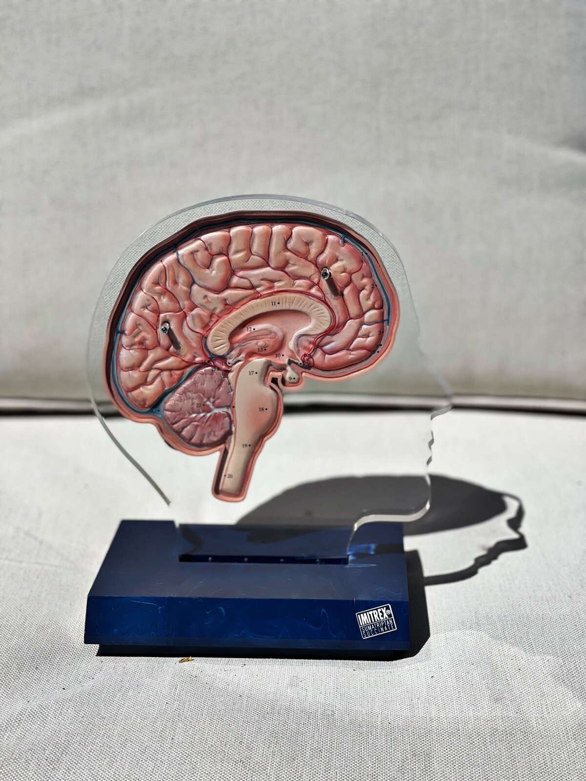 Imitrex 3D 9″ Neuroanatomy Model w Legend Brain Anatomy Medical Advertising