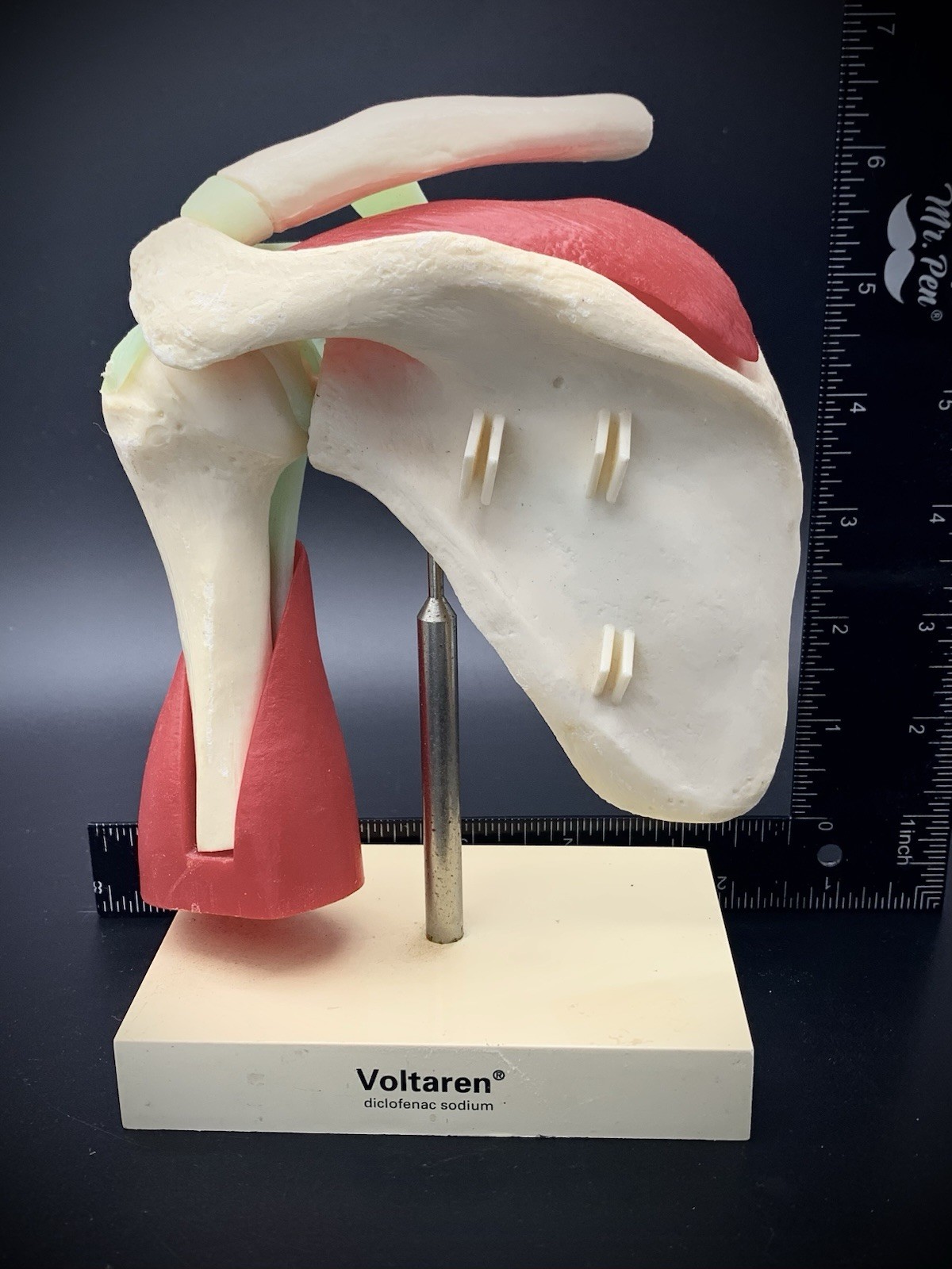 Vintage Voltaren Shoulder Joint Model Anatomical Rotator Cuff Musculature Promo