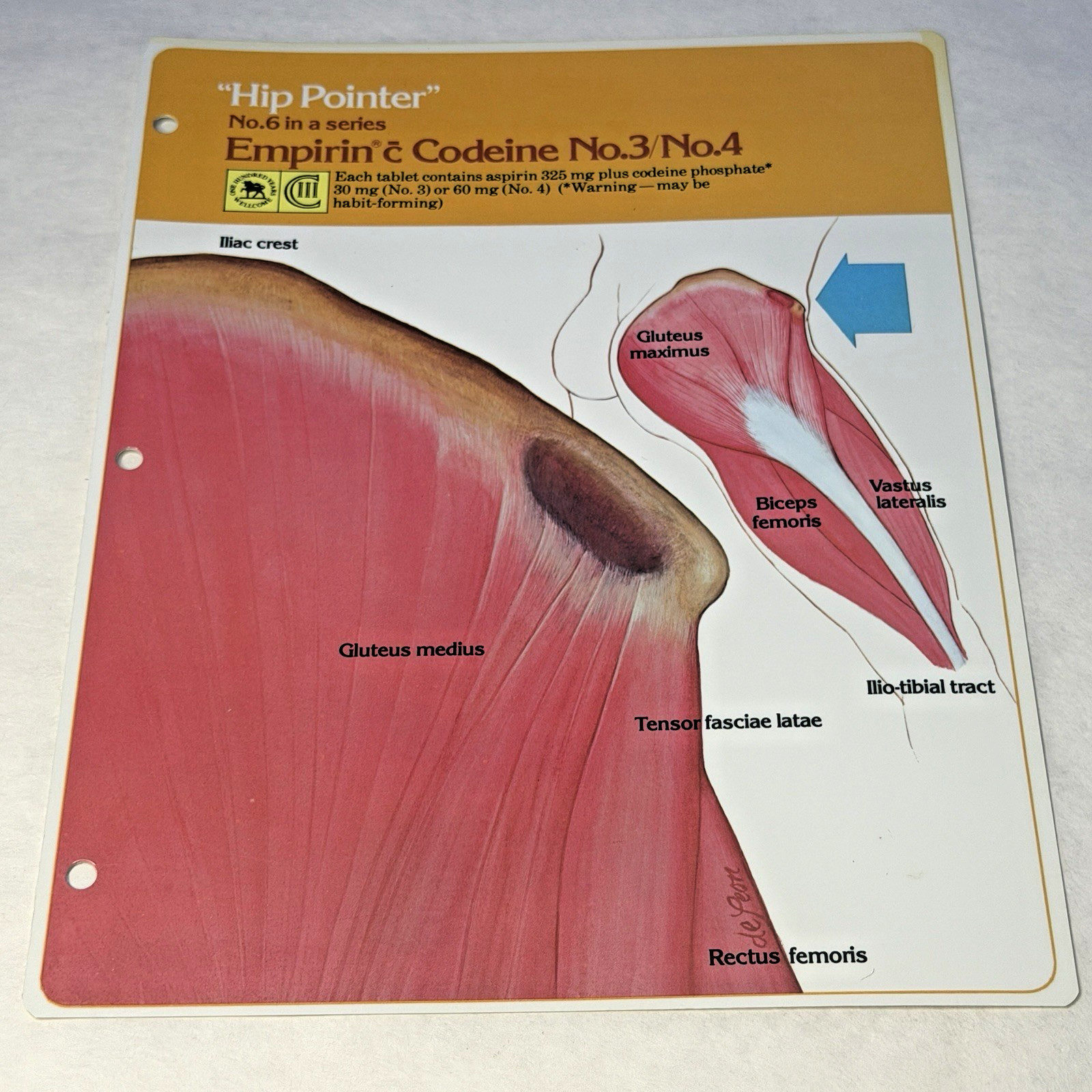 Codeine Medical Charts 5 Drug Rep Ad Promo Pharma Collectible Marketing 1980