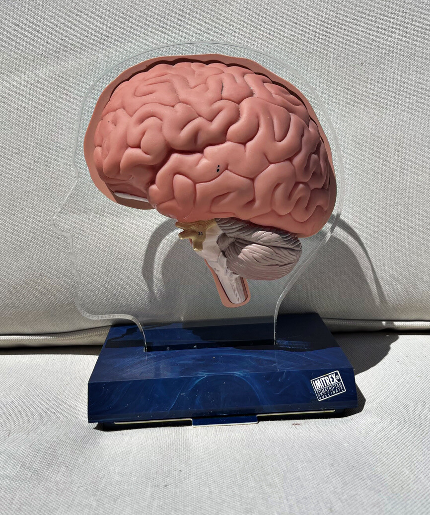 Imitrex 3D 9″ Neuroanatomy Model w Legend Brain Anatomy Medical Advertising