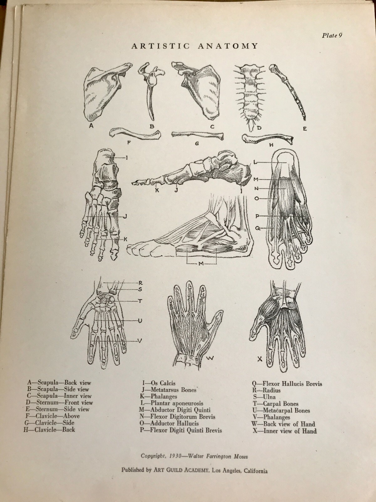 1930 Anatomical drawing Set Of 50 “Plates” From The Art Guild Academy Of LA