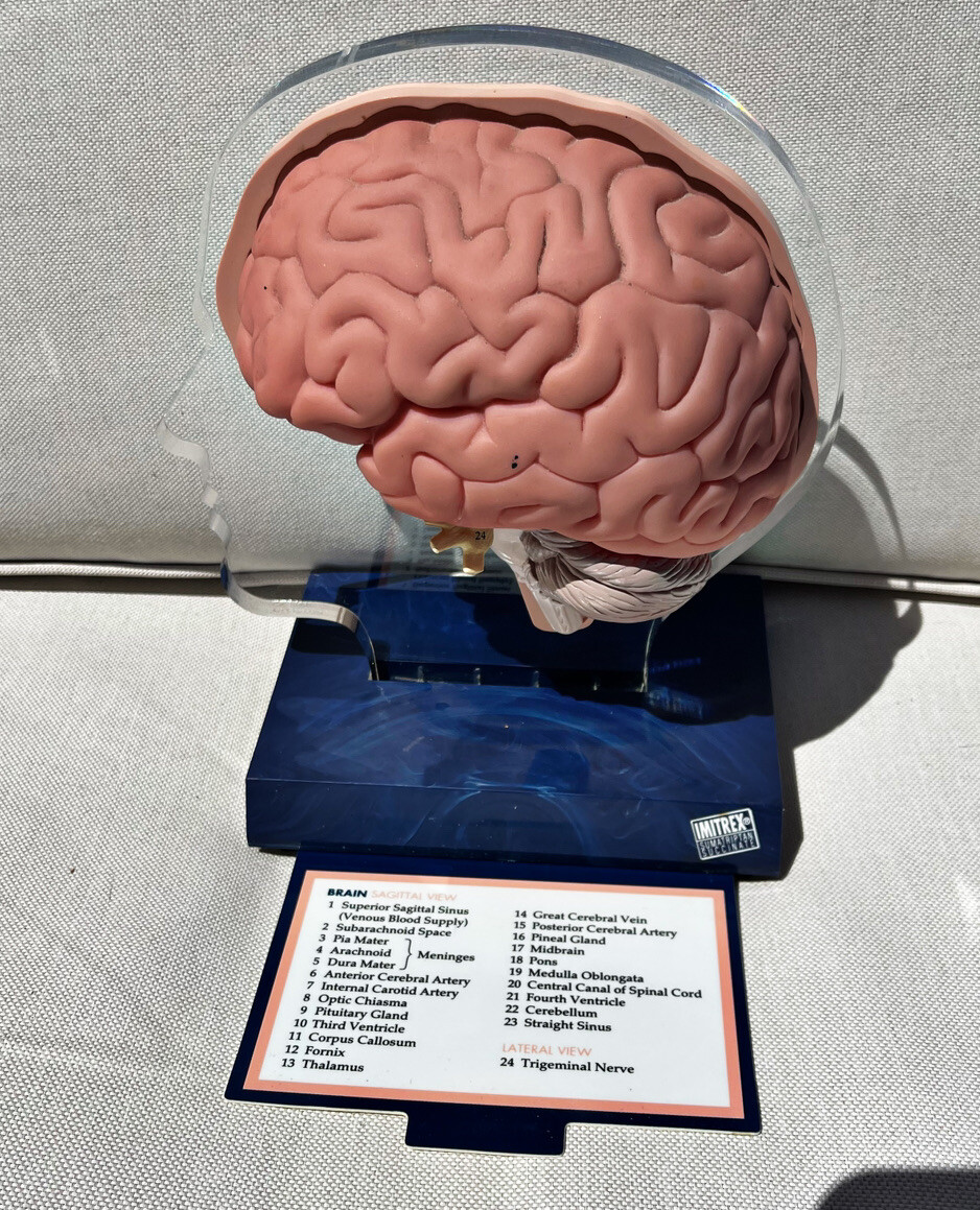 Imitrex 3D 9″ Neuroanatomy Model w Legend Brain Anatomy Medical Advertising
