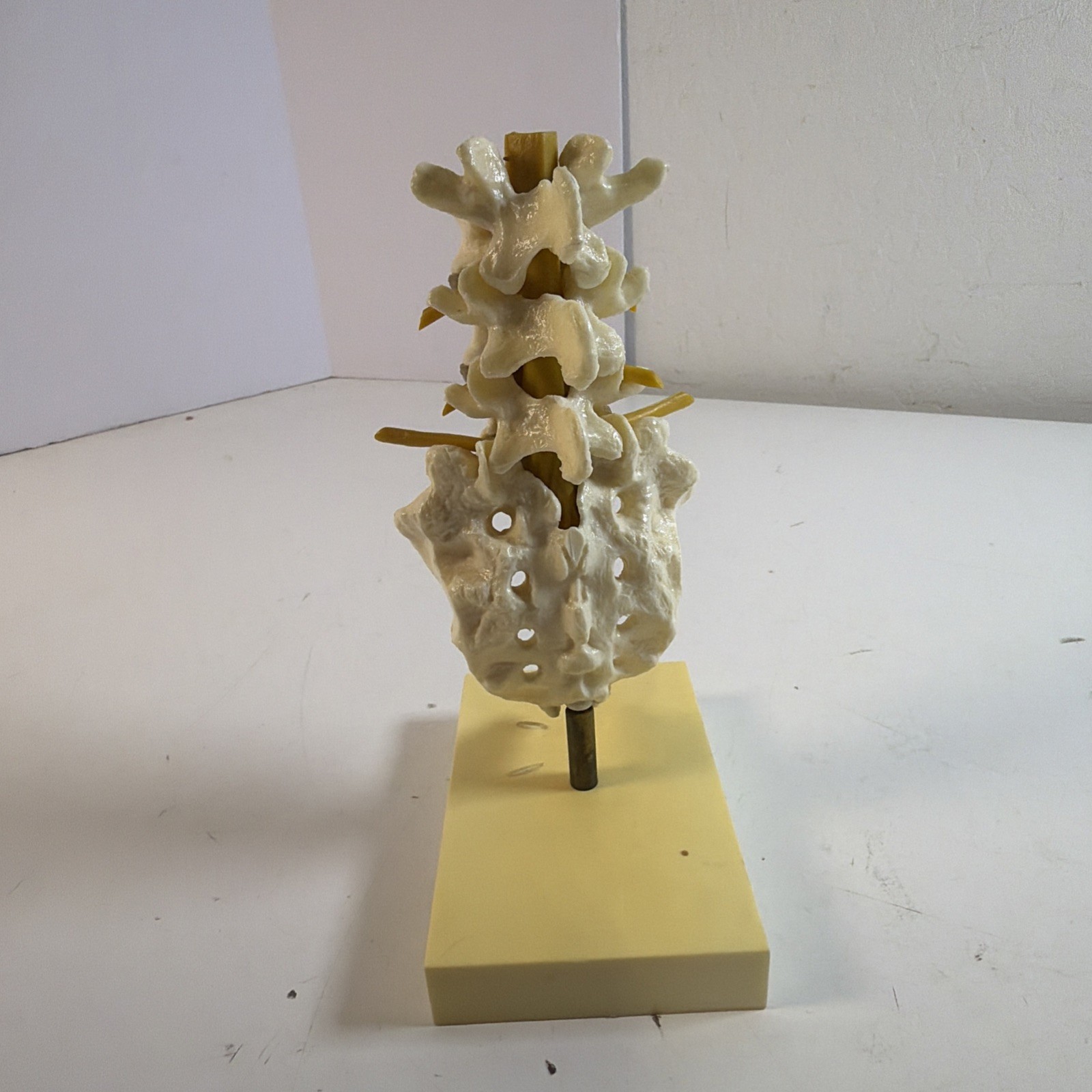 VINTAGE GEIGY Lumbar Spine Anatomical Model Medical School Doctor Display
