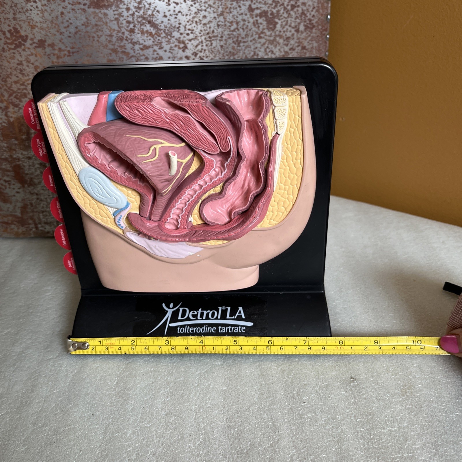 Vintage Viagra Detrol LA s Anatomy Model Pfizer Informational Pull Out Cards