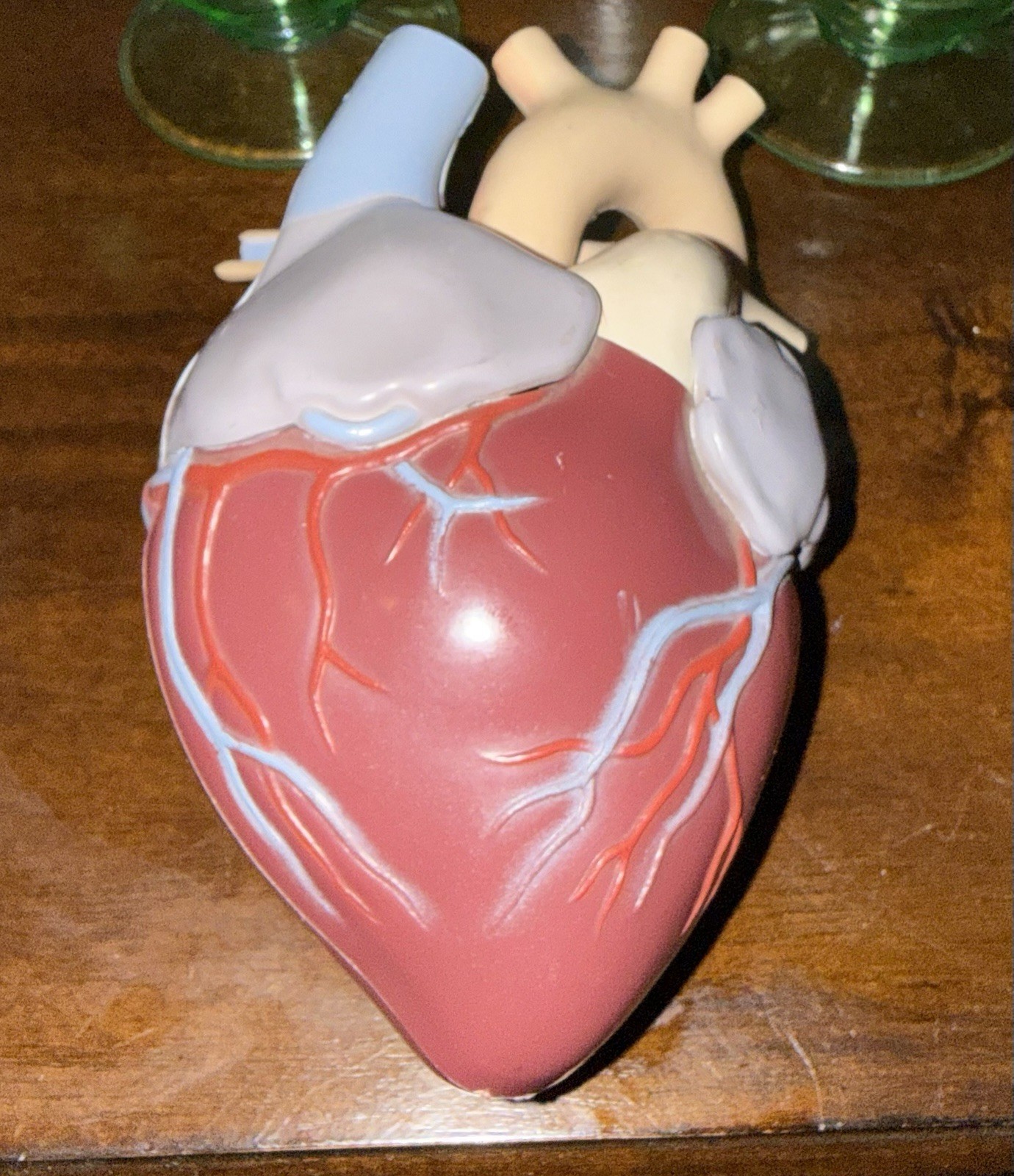 1960’s Merck Sharp Dohme Heart Model Plus Free Kidney Look