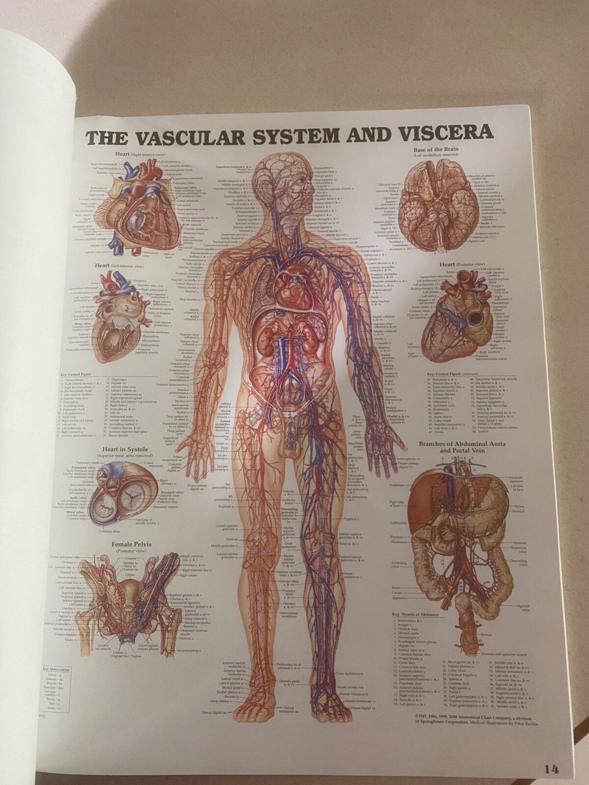 Drug rep 14″X11″ book bound Anatomic Charts