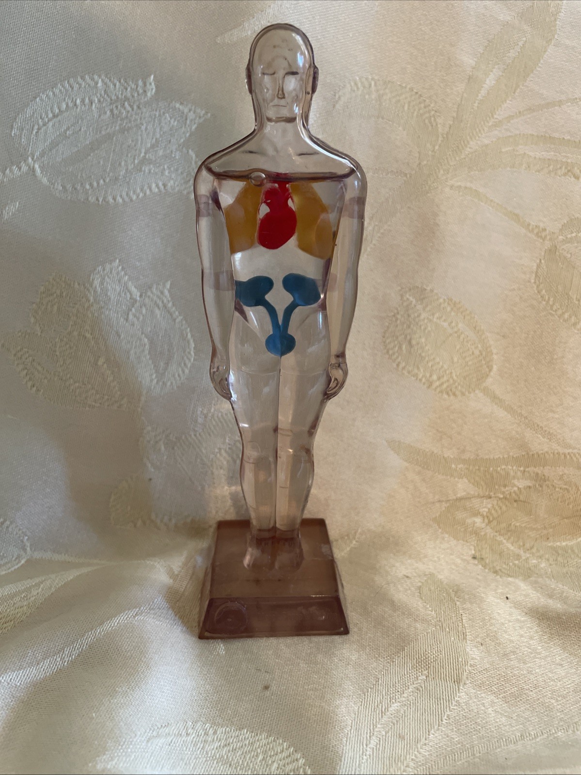Vintage Diuril Hydro Male Medical Anatomy, 6.5″
