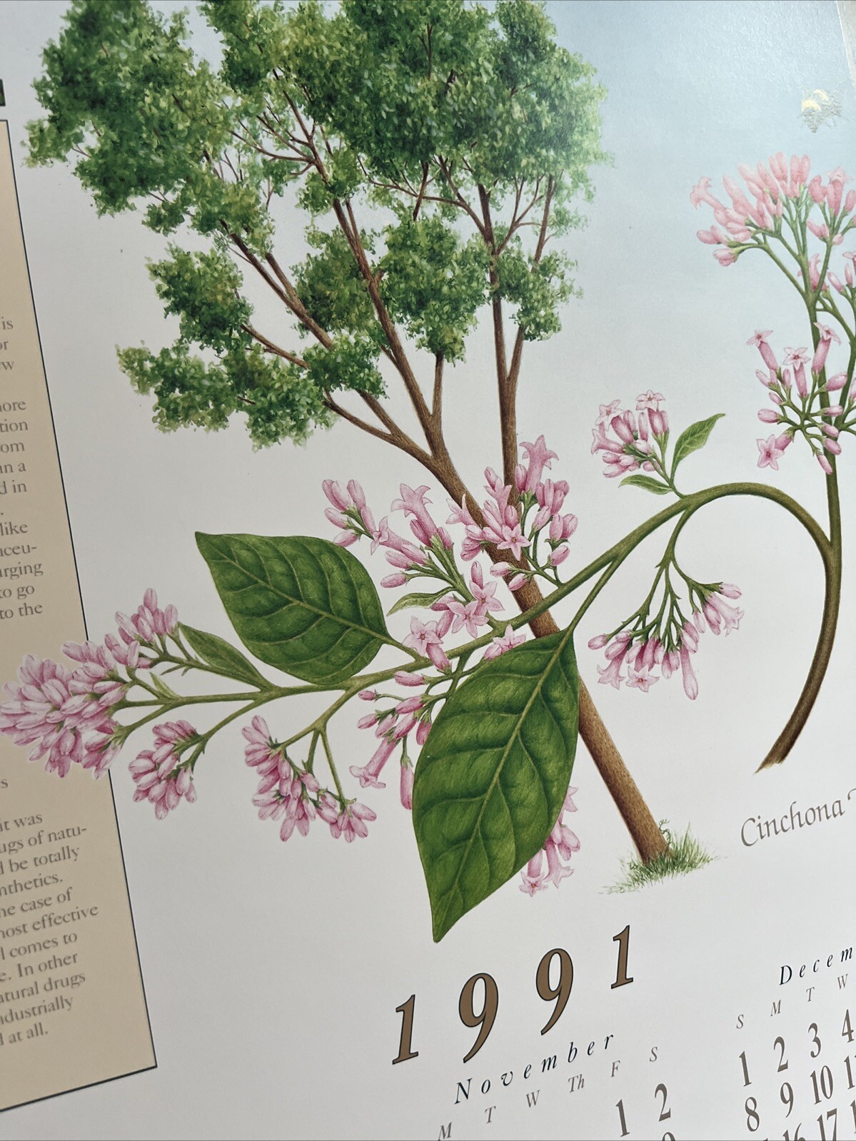 Vintage 1991 Cinchona Tree Pharmacy History Pharmacist Poster Afrin Promo Swag
