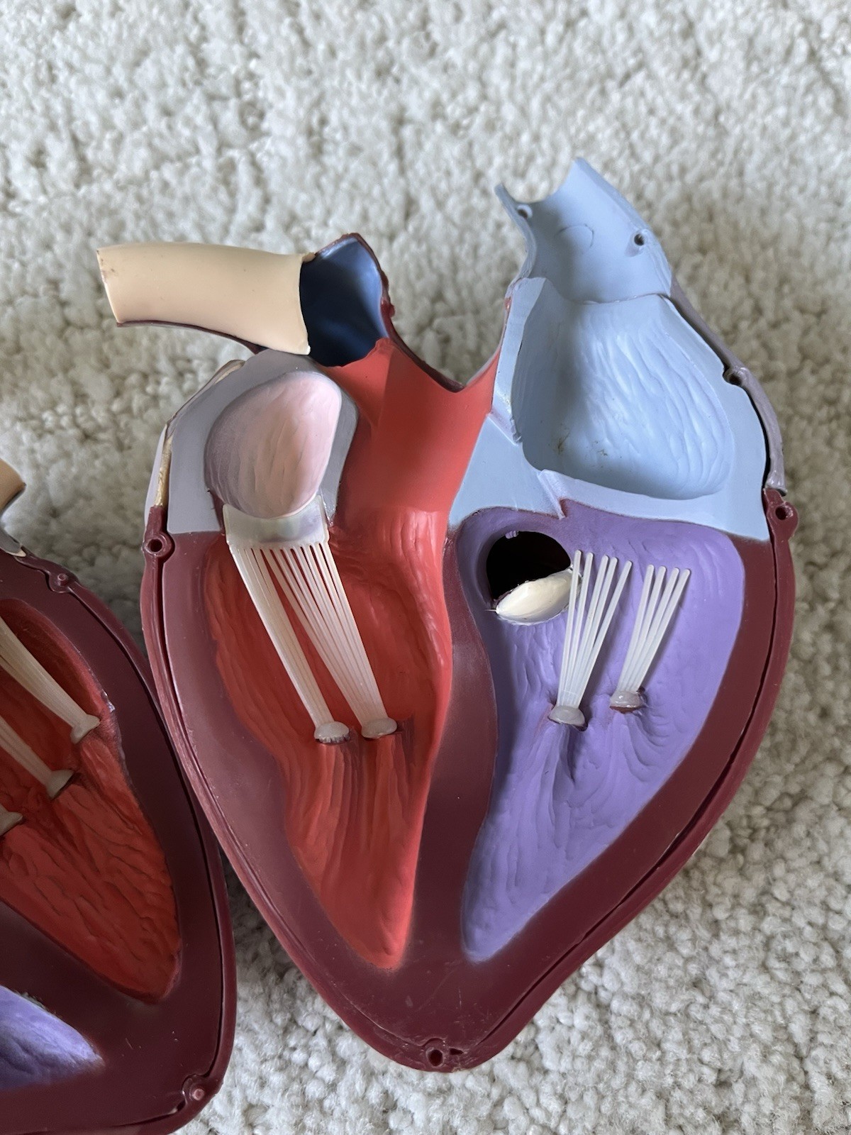 Vintage Merck Sharp Dohme Anatomical Heart Model Diuril Aldomet Drug Rep
