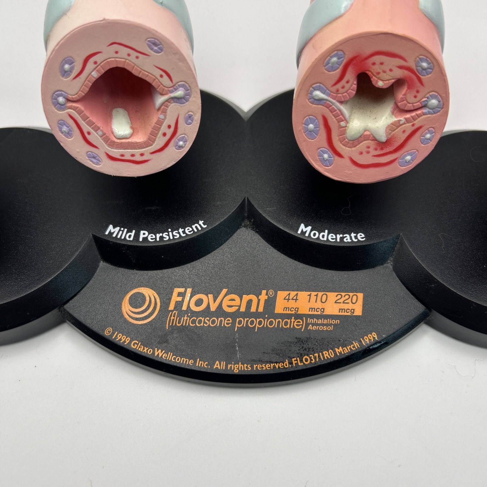Flovent Asthma Trachea Bronchus Anatomical Pathology Model Pharmadesign 1999