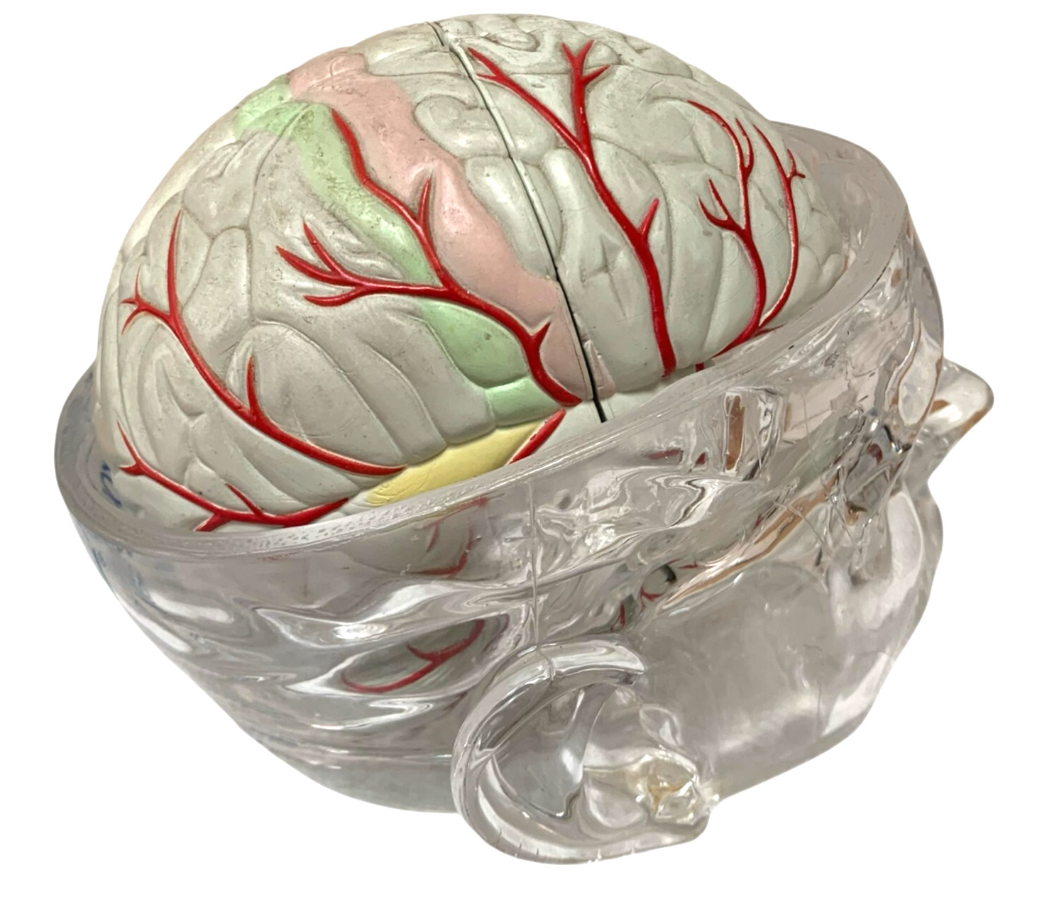 Vintage Seroquel Head Brain Anatomy Pharma Design Sales Display Removable Brain