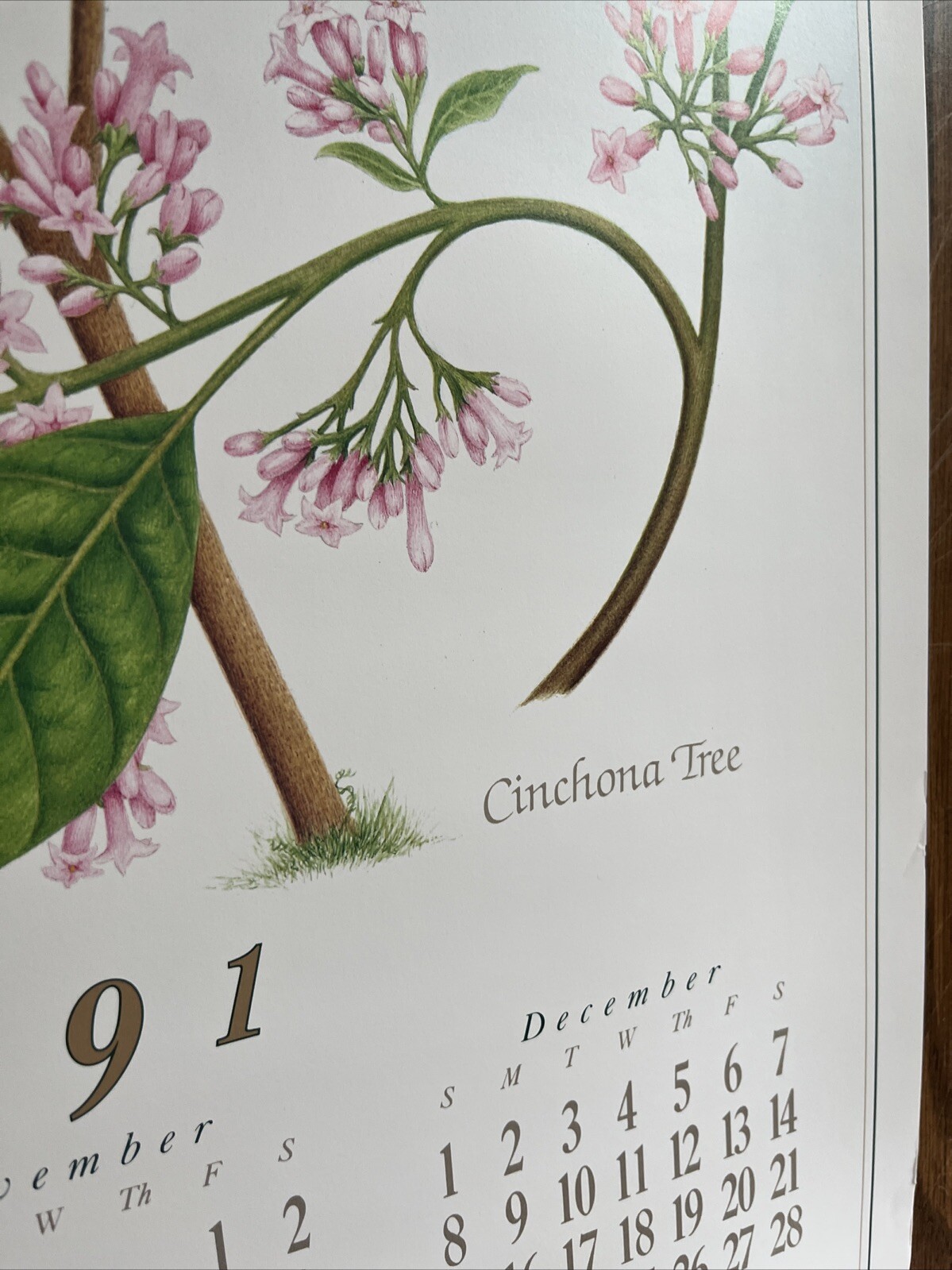 Vintage 1991 Cinchona Tree Pharmacy History Pharmacist Poster Afrin Promo Swag