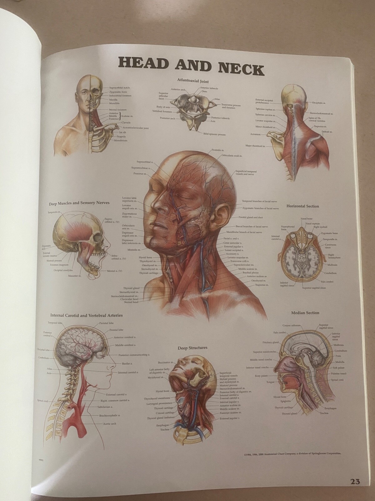 Drug rep 14″X11″ book bound Anatomic Charts