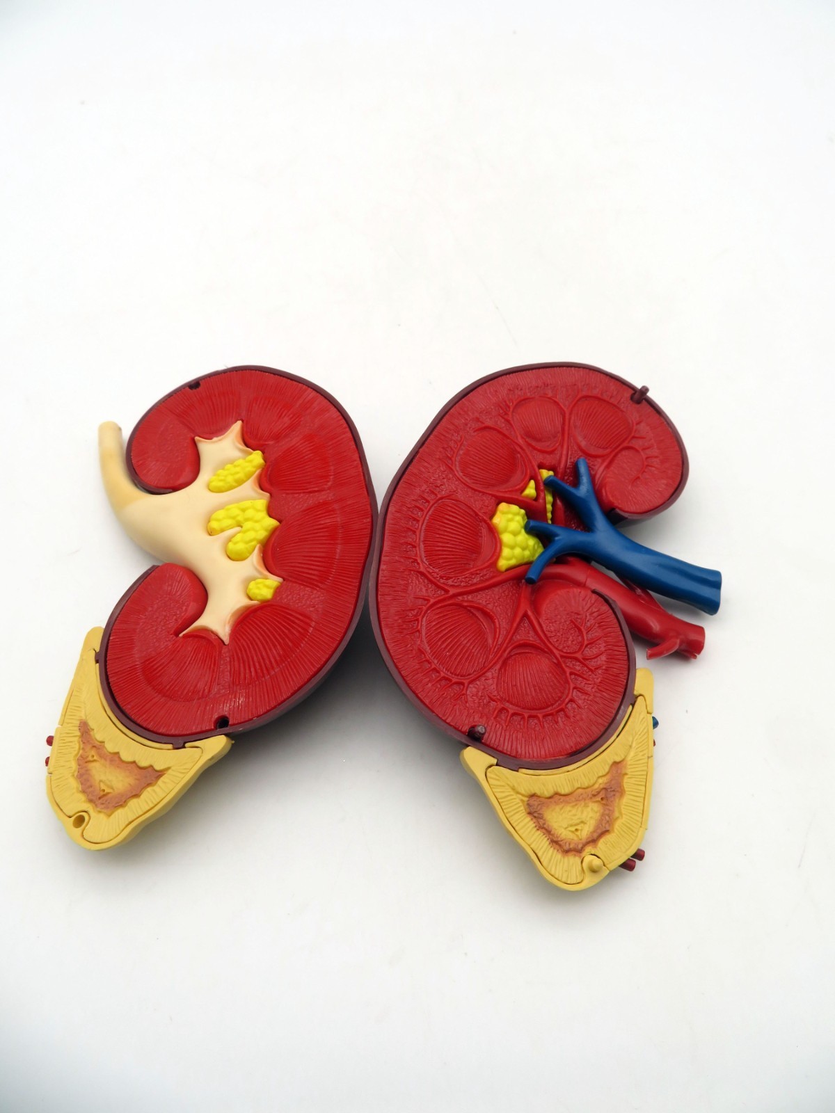 Vintage 1961 Merck & Co Pharmaceuticals Plastic Model Human Kidney Organ 5″