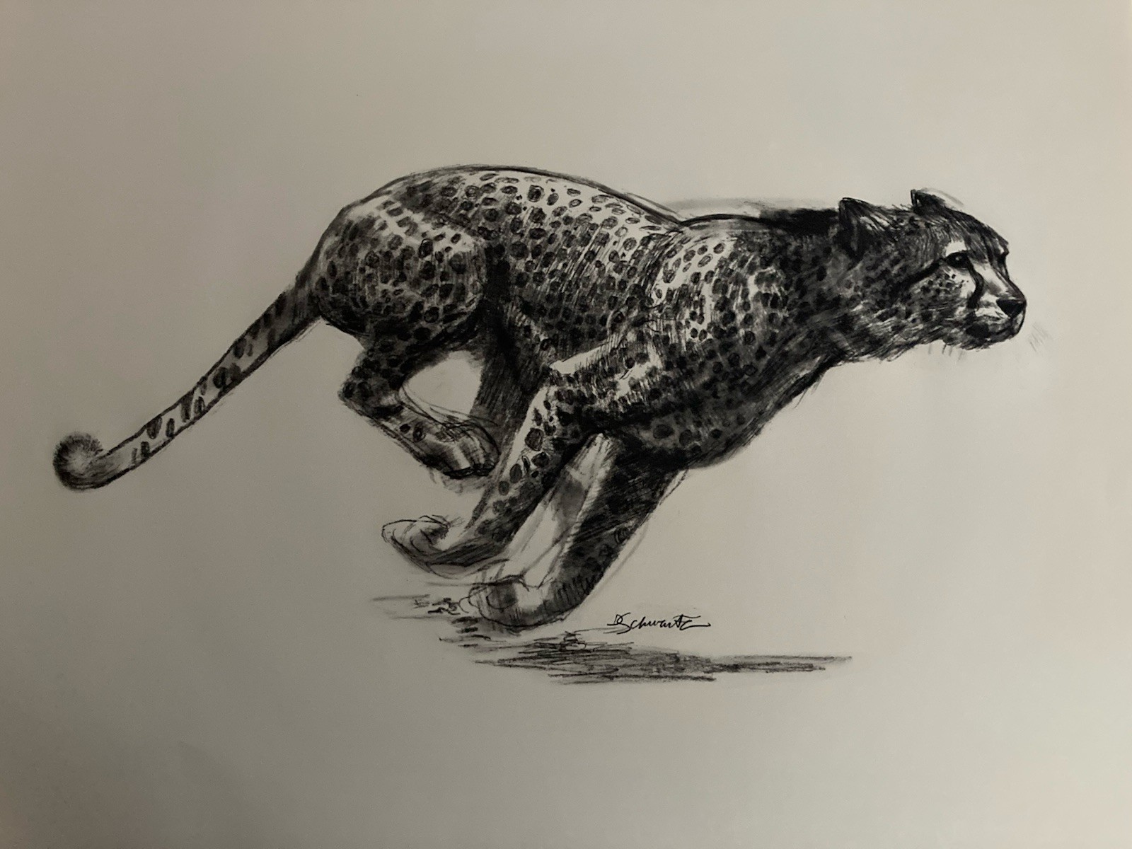 Astra Pharmaceutical 10th Anniversary Animal Prints Xylocaine D. Schwartz 1950s