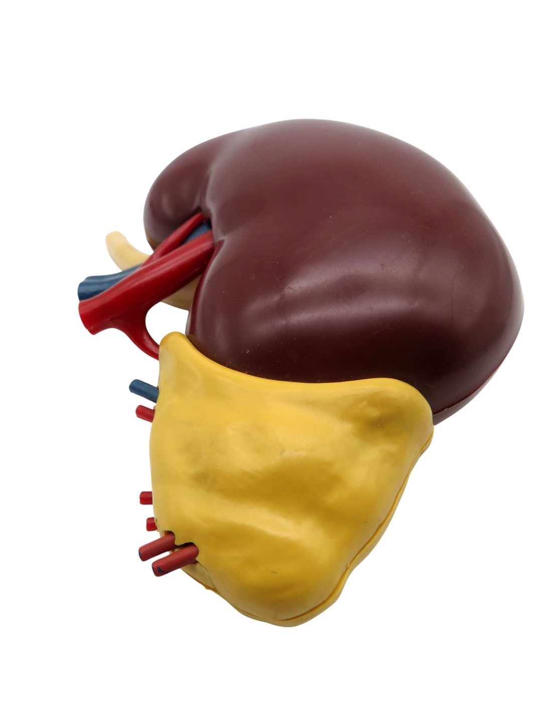 Vintage 1961 Merck & Co Pharmaceuticals Plastic Model Human Kidney Organ 5″
