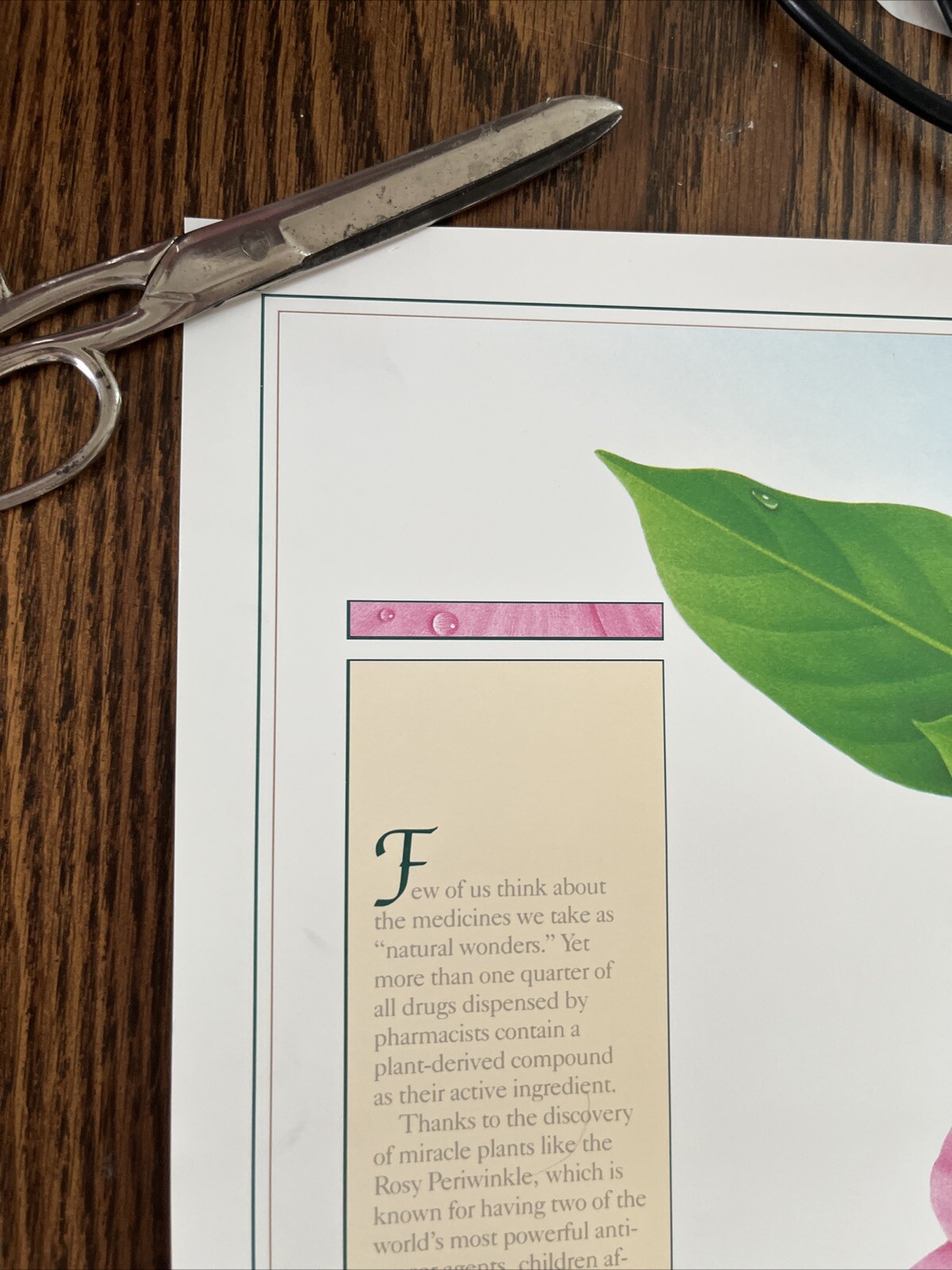 Vintage 1991 Rosy Periwinkle Pharmacy History Pharmacist Poster Afrin Promo