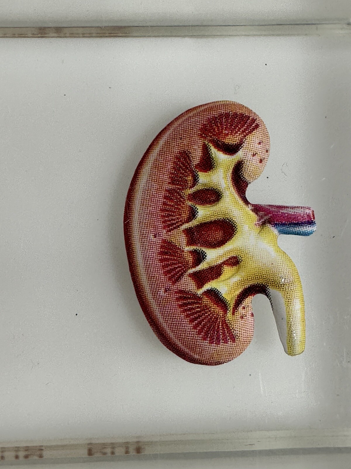 VTG CIBA PHARMACEUTICAL PHYSICIAN PAPERWEIGHT BODY ORGANS SER-AP-ES ADVERTISING
