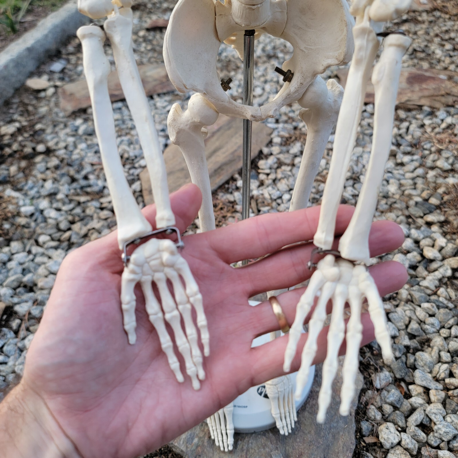 Teaching Display Medical Anatomical Model Skeleton 33” w/ Base Celebrex Pfizer