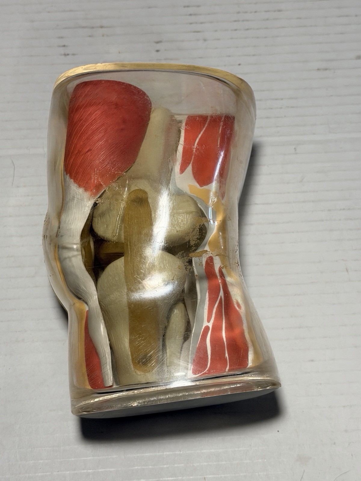 Vintage 1962 Plastic Knee Model Merck & Co Medical Scale Model