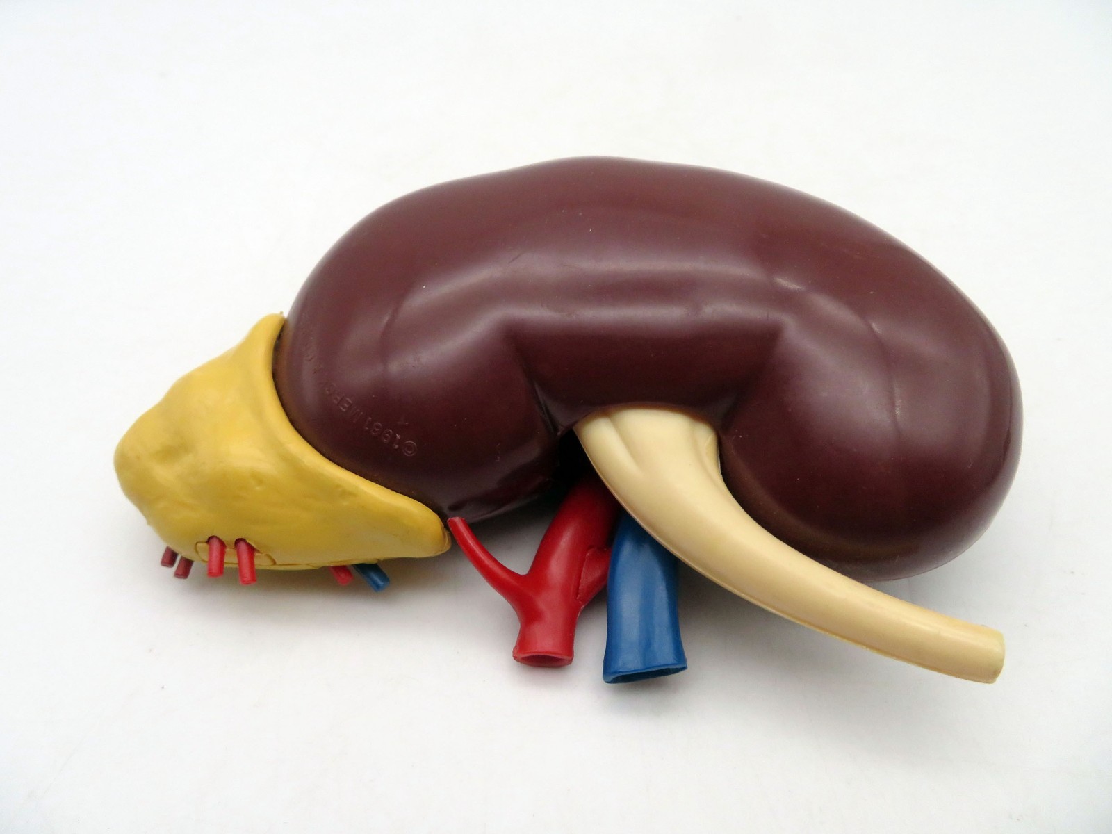 Vintage 1961 Merck & Co Pharmaceuticals Plastic Model Human Kidney Organ 5″