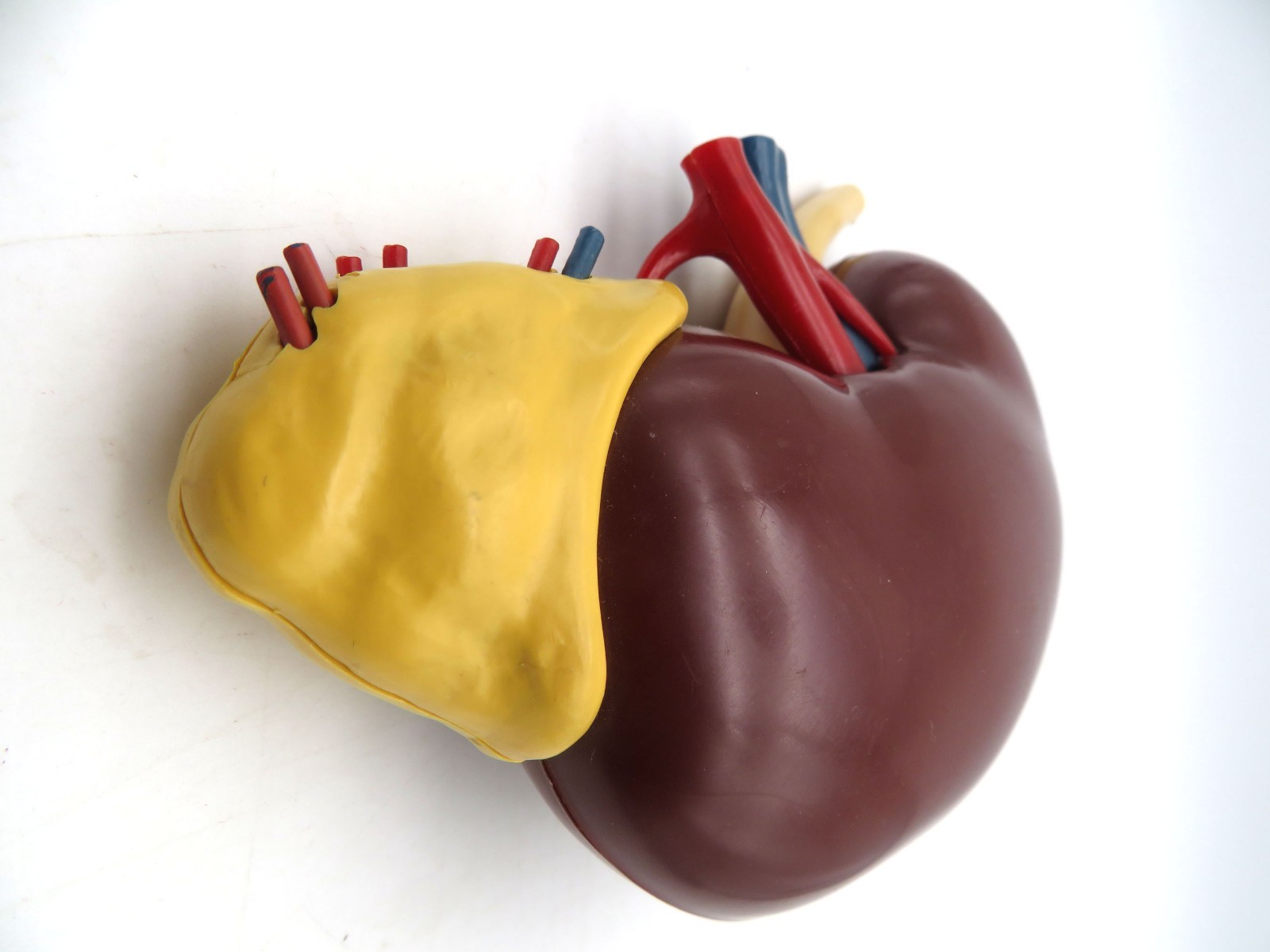 Vintage 1961 Merck & Co Pharmaceuticals Plastic Model Human Kidney Organ 5″