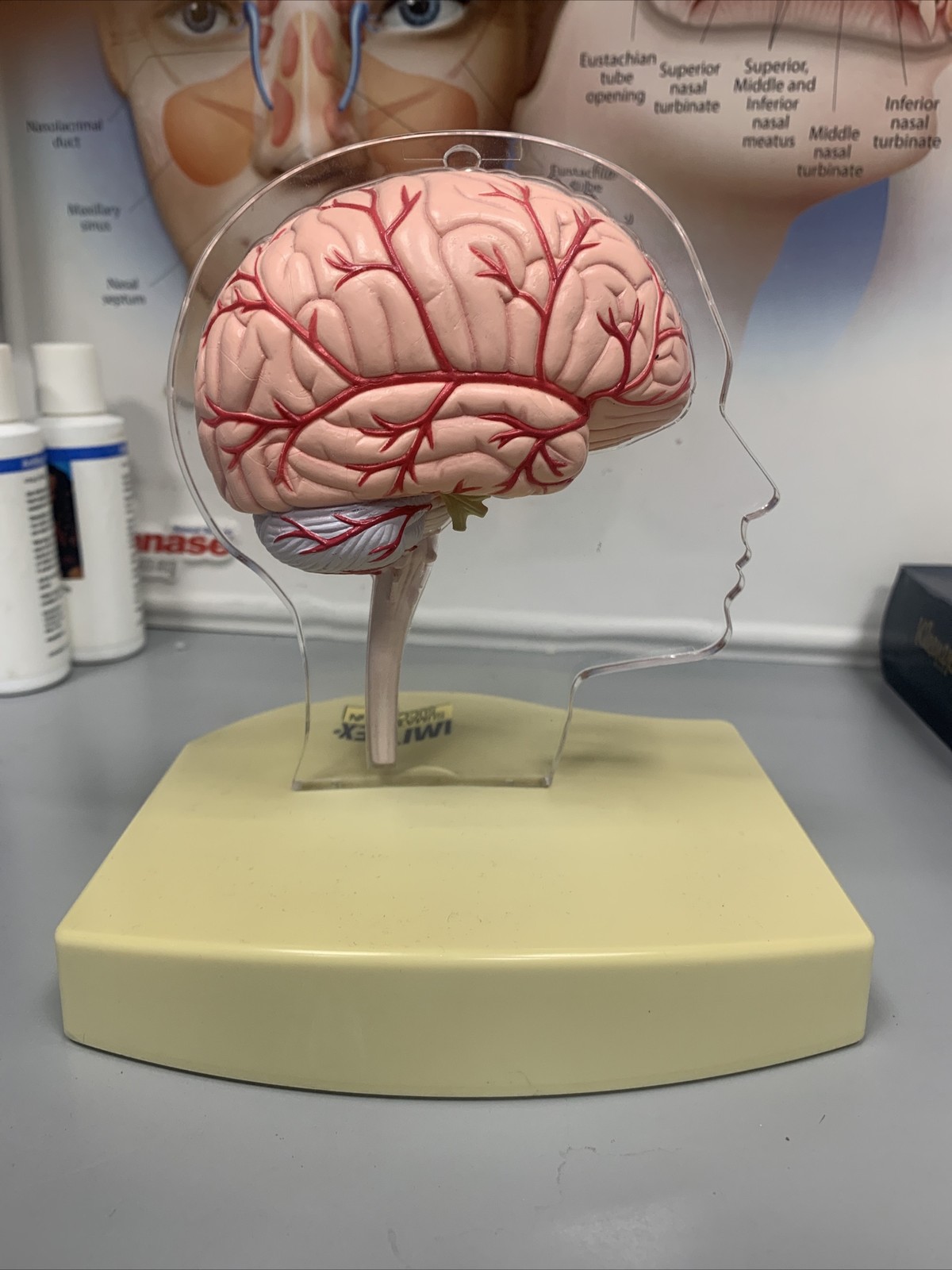 Imitrex Anatomical Head With Brain on base Medical Advertising Display