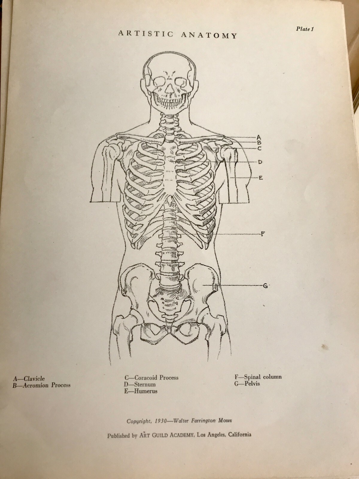 1930 Anatomical drawing Set Of 50 “Plates” From The Art Guild Academy Of LA
