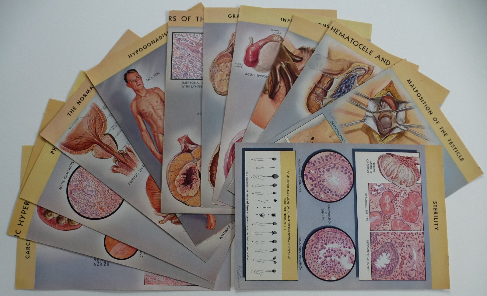 18 Ciba Pharmaceutical Folders w/ Color Plates – Pathology Anatomy War Injuries