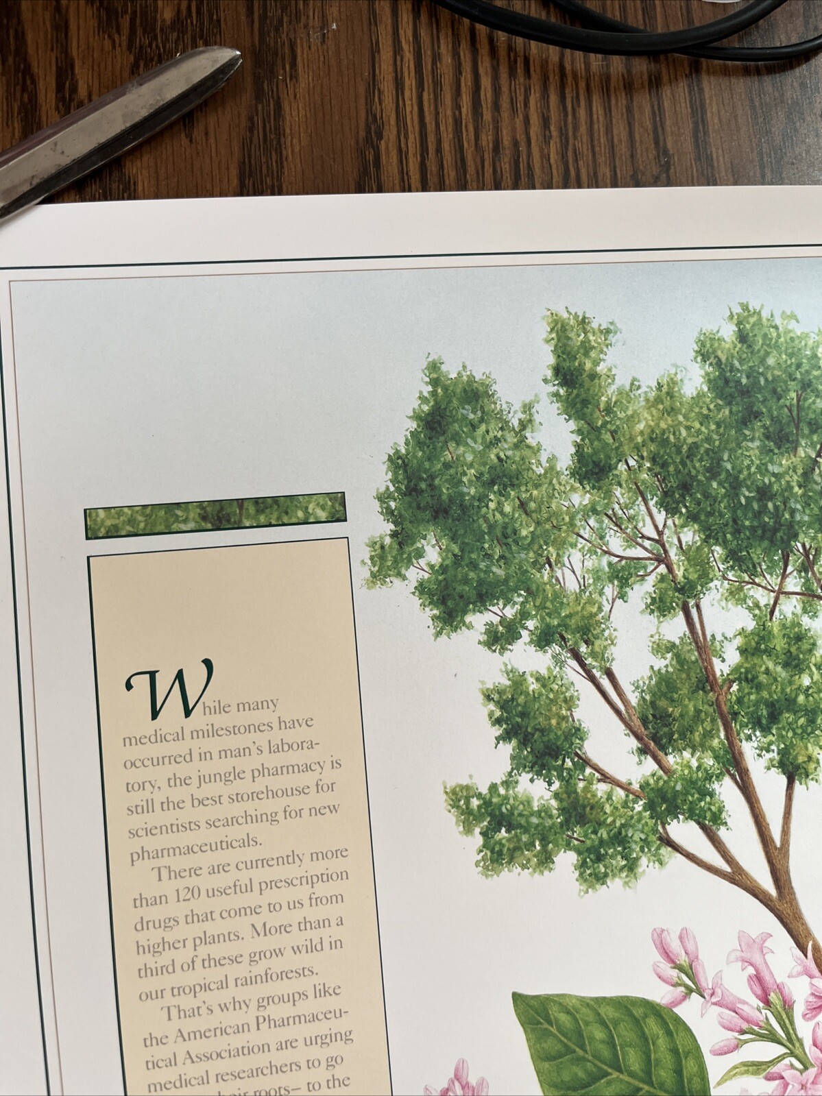 Vintage 1991 Cinchona Tree Pharmacy History Pharmacist Poster Afrin Promo Swag