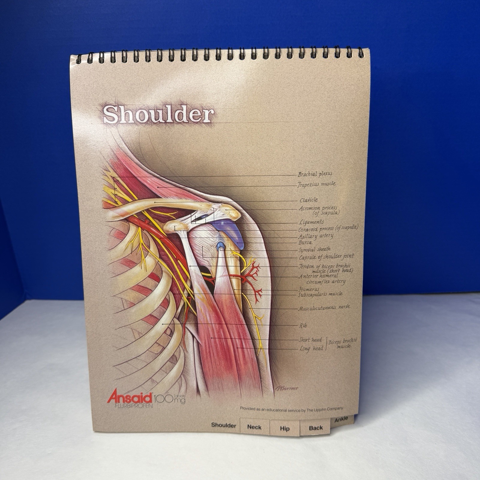 Ansaid Pain Medicine Anatomical Charts Drug Rep Ad Promo Pharma Marketing 1980s