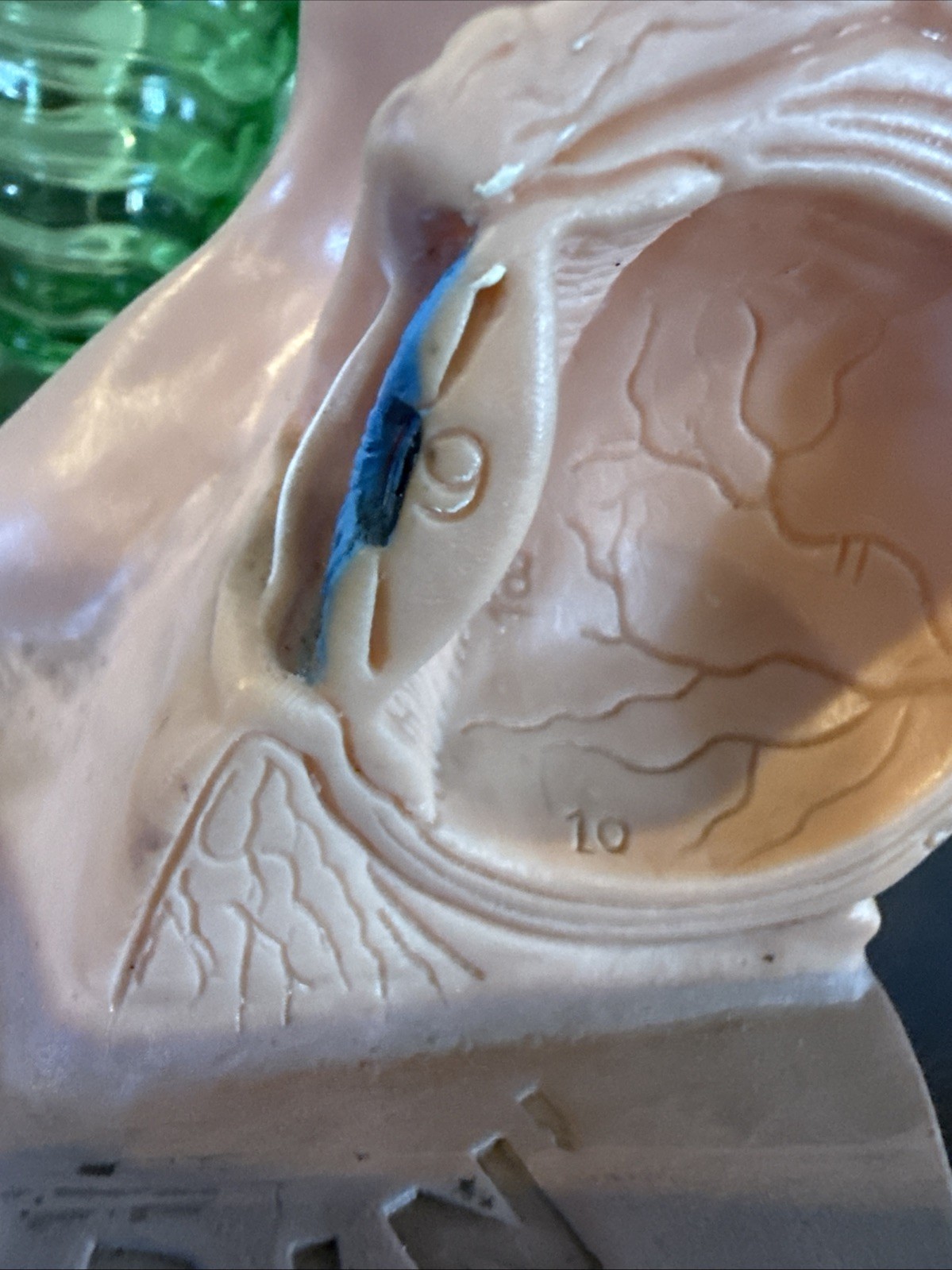 Vintage 1960’s Human Eye Anatomically Correct Beecham Sporin Otic Look