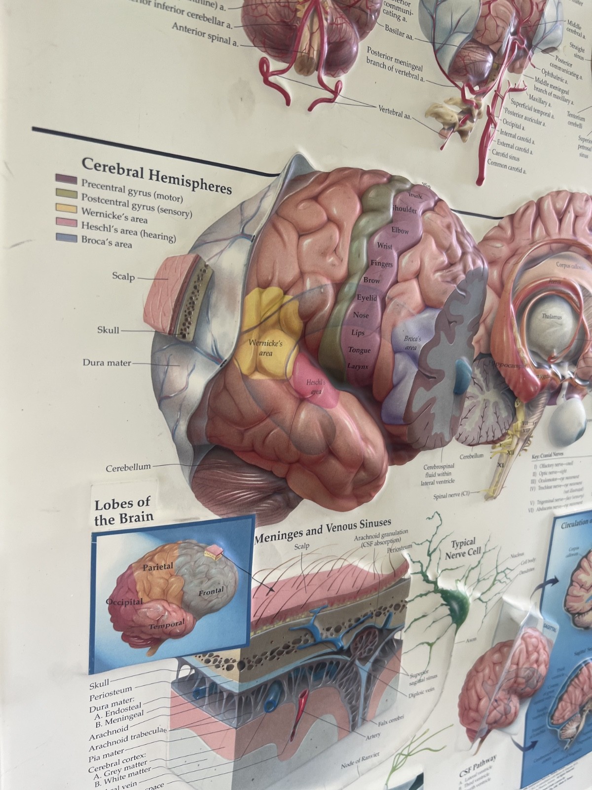 Rare Vintage ADDERALL Shire 3D Anatomy of the Brain Pharmaceutical Medical Chart