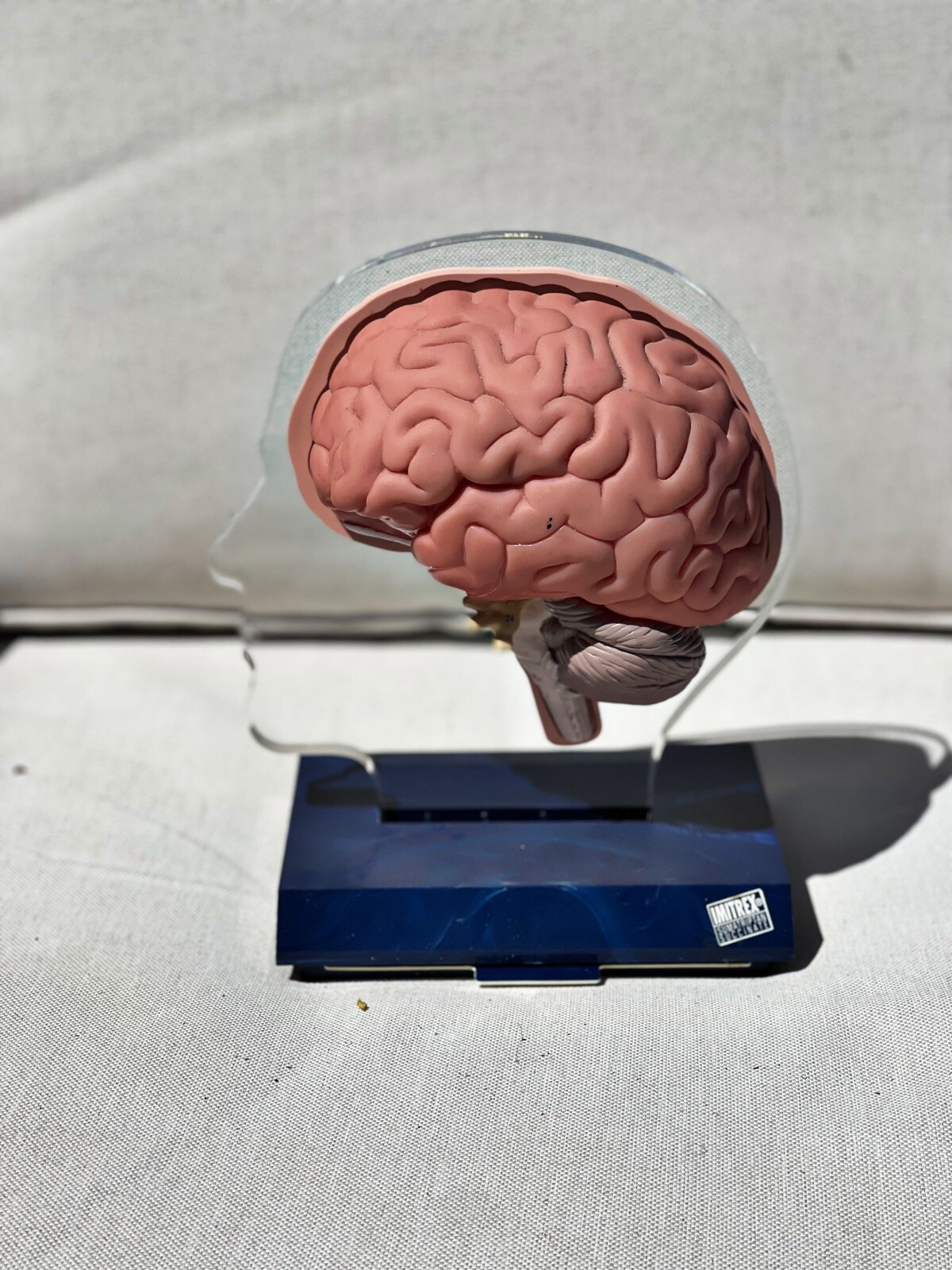 Imitrex 3D 9″ Neuroanatomy Model w Legend Brain Anatomy Medical Advertising
