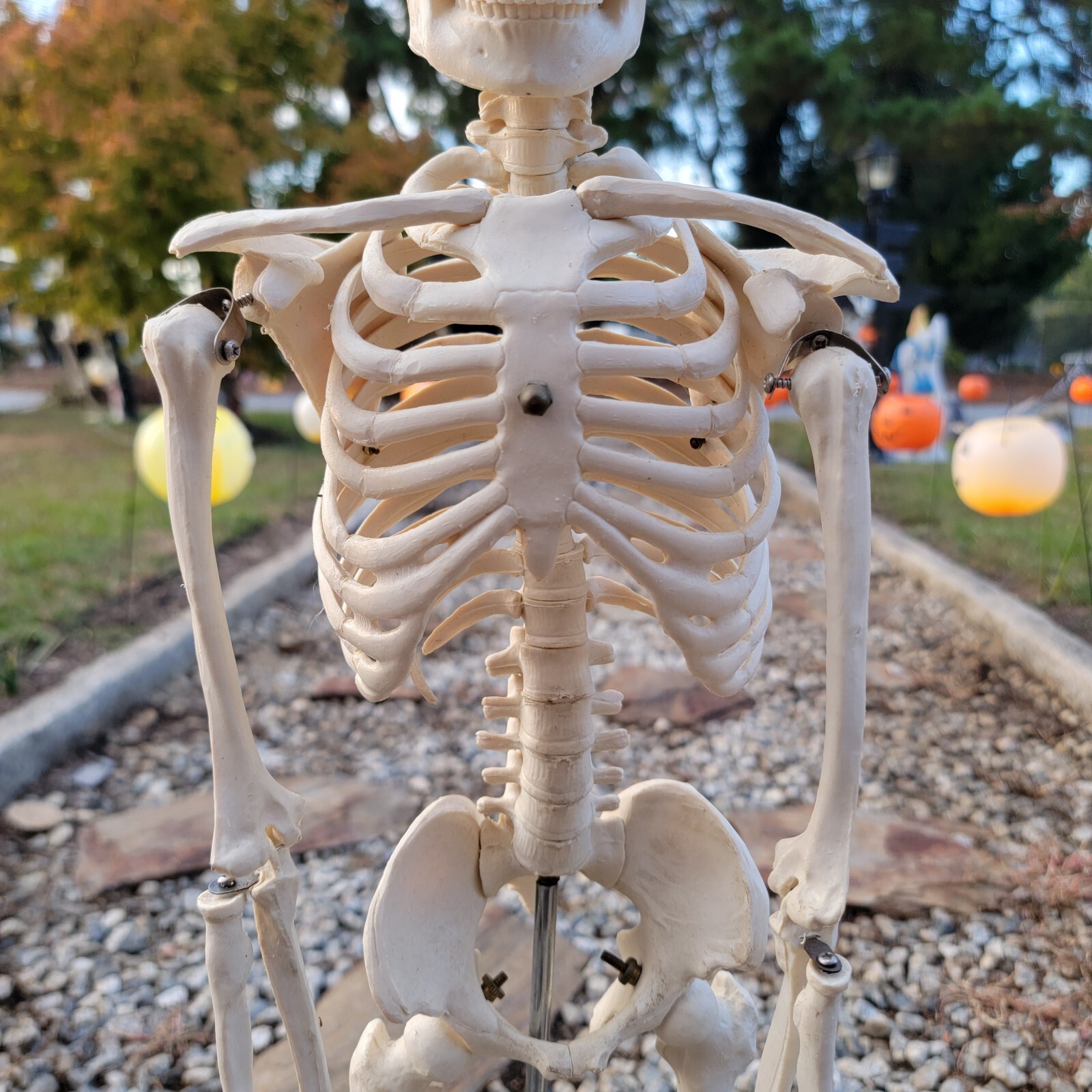 Teaching Display Medical Anatomical Model Skeleton 33” w/ Base Celebrex Pfizer