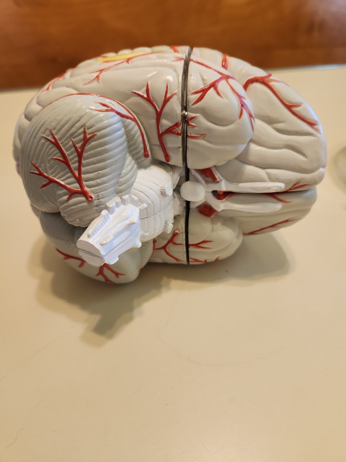 Seroquel Head Skull Brain Model Medical Pharmaceutical Science Display Clear