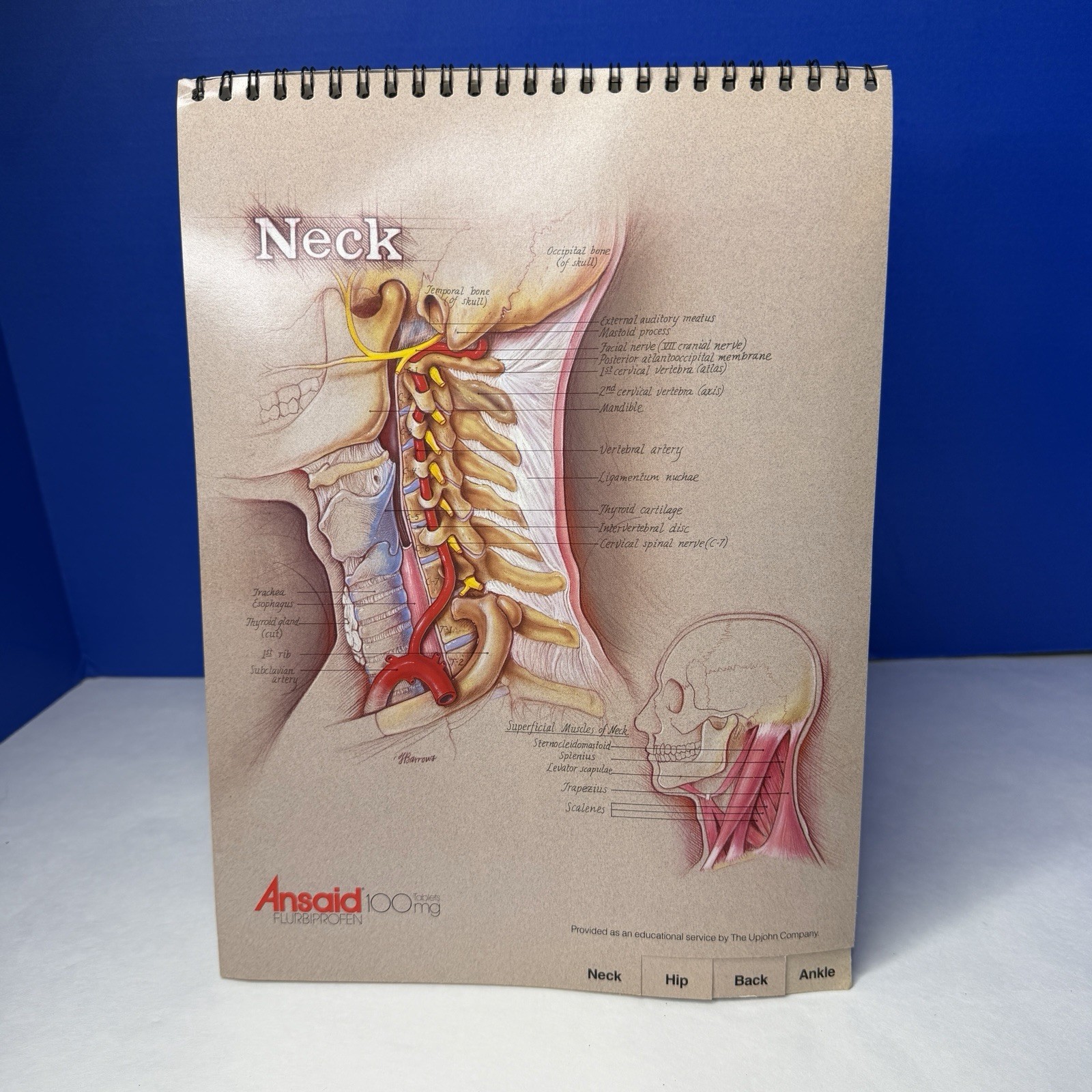 Ansaid Pain Medicine Anatomical Charts Drug Rep Ad Promo Pharma Marketing 1980s