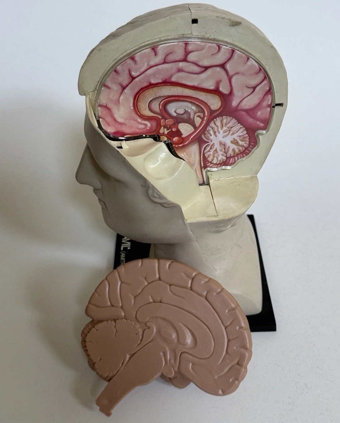 1974 Elavil MSD Merck Sharp Dohme Medical Head and Brain Advertising Display 8″