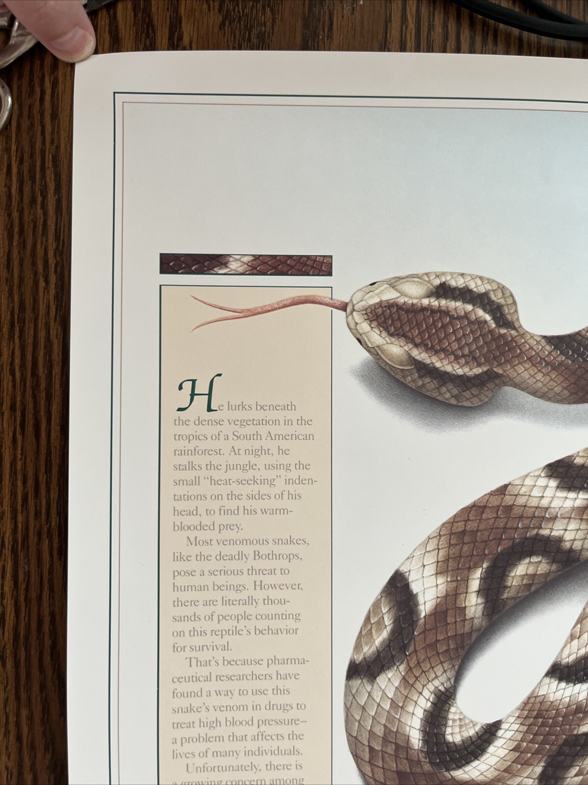 Vintage 1991 Pit Viper Venom Pharmacy History Pharmacist Poster Afrin Promo Swag