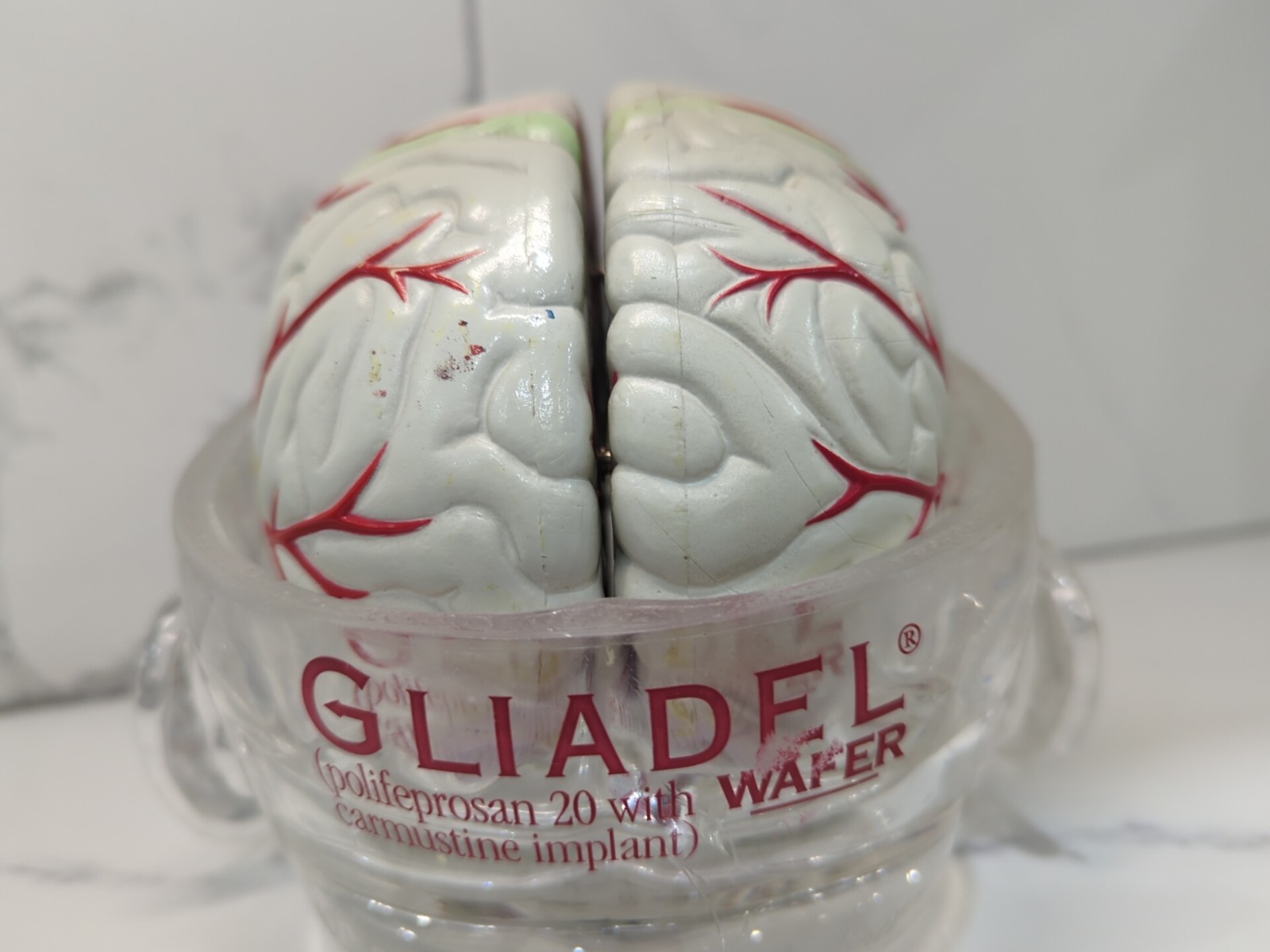 Gliadel Human Brain Anatomy Model w/ Clear Skull PharmaDesign Medical Display