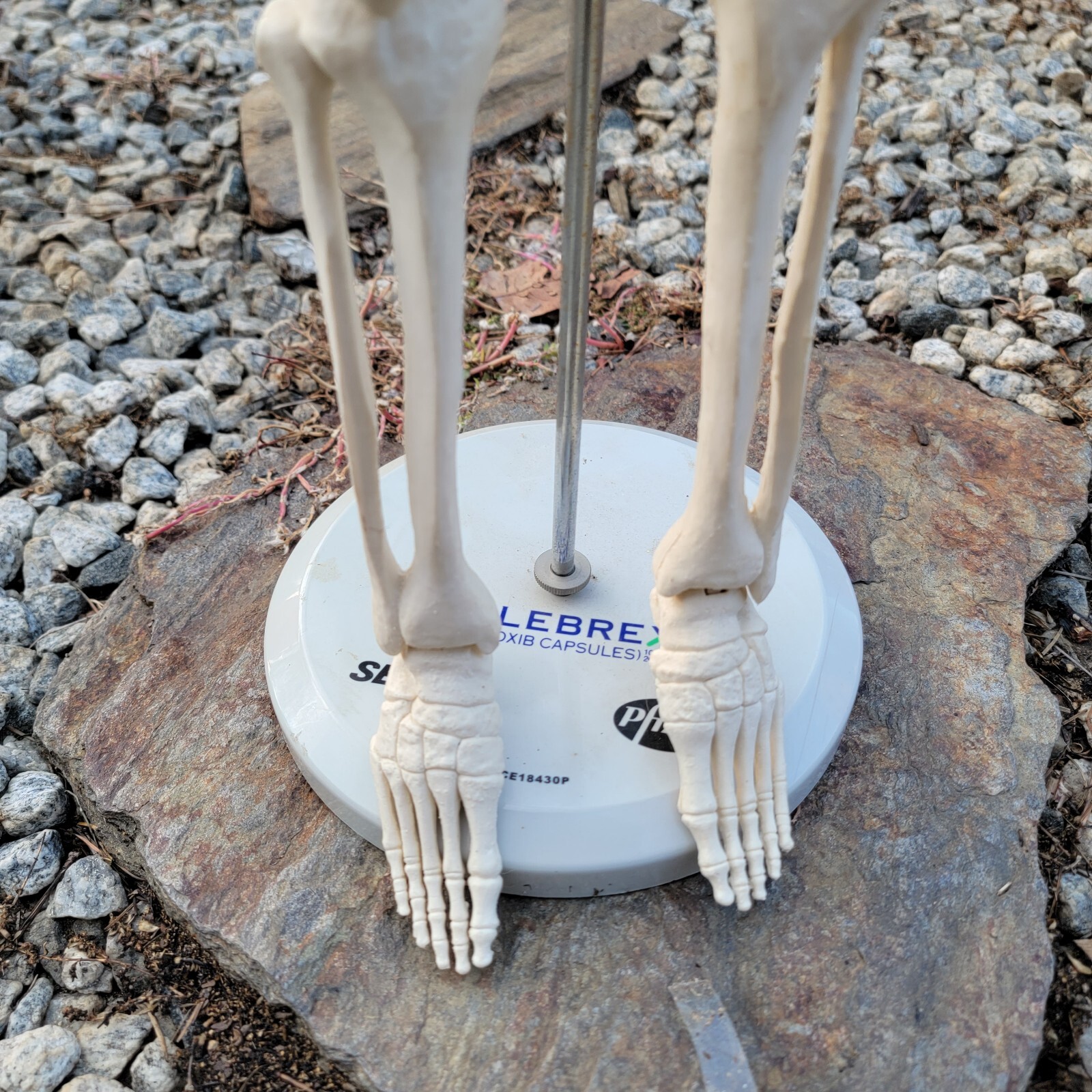 Teaching Display Medical Anatomical Model Skeleton 33” w/ Base Celebrex Pfizer