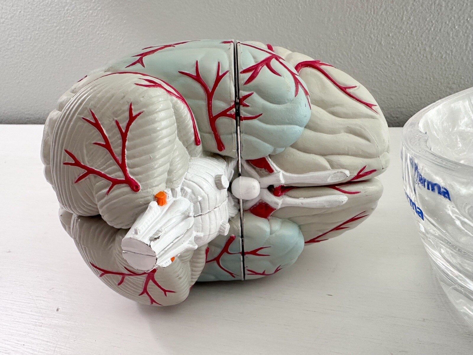 UCB Pharma Lucite Head Skull Brain Model Medical Pharmaceutical Science Display