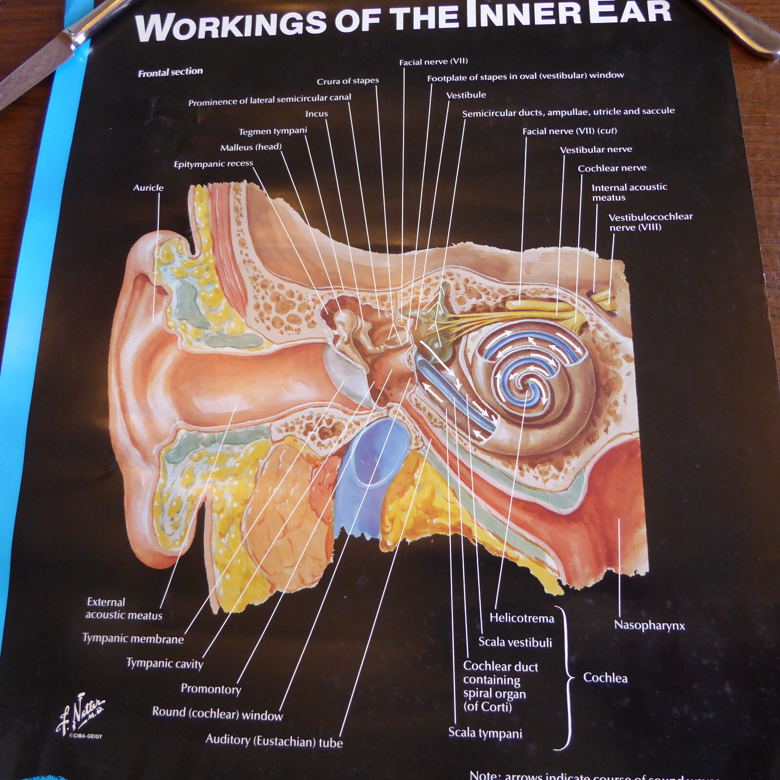Pharm Ad CIBA Pharmaceutical Drug Ear Anatomy Advertising Medical Display Poster