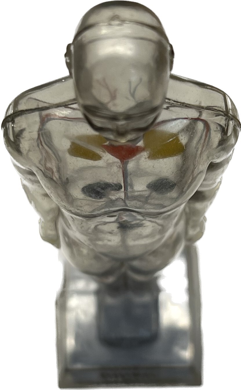 RARE DIURIL VINTAGE MEDICAL ADVERTISING ANATOMY FIGURINE VISIBLE MALE MERCK & CO