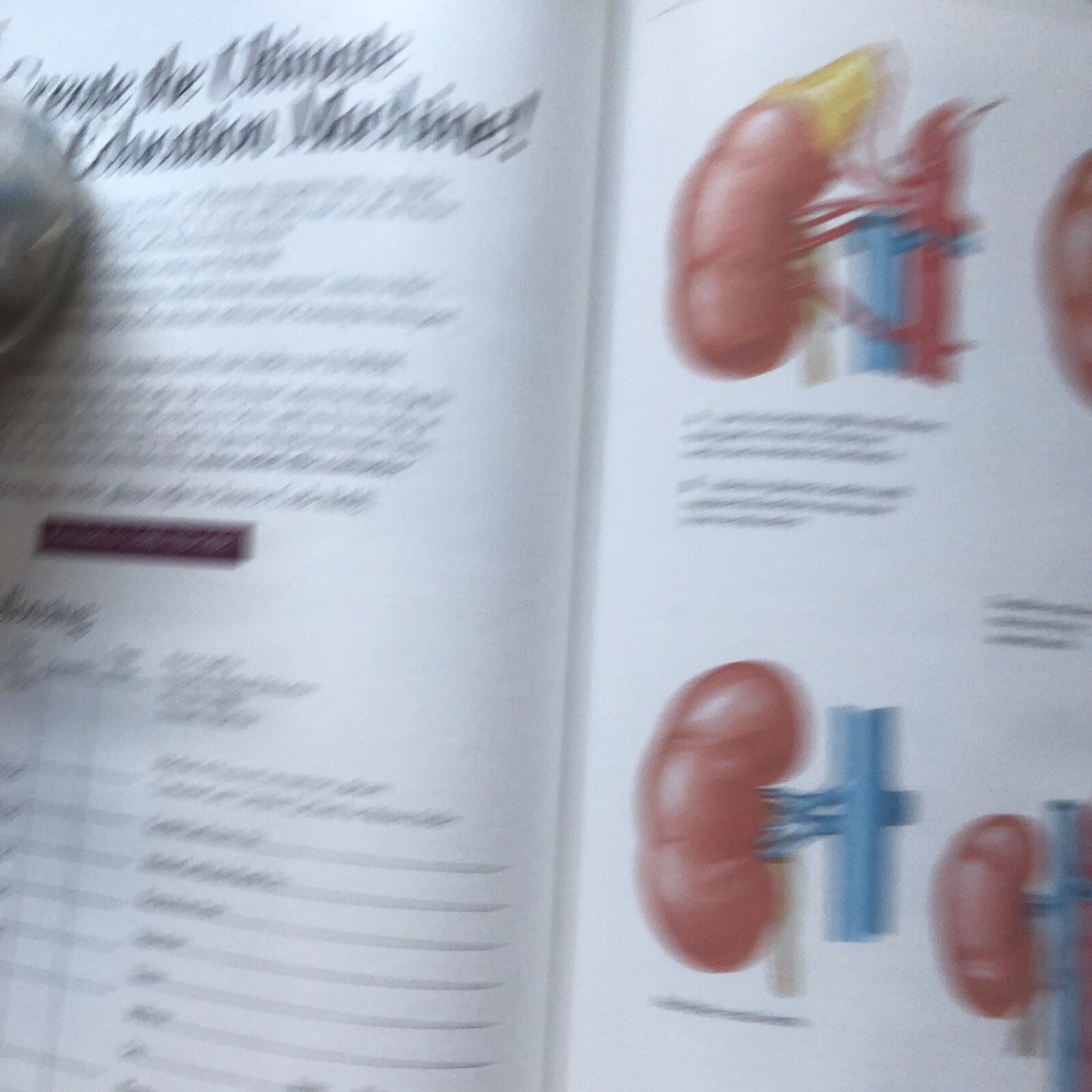 Pharmaceutical Norvatis Promo DIOVAN Cardiovascular Anatomy Hardcover Book