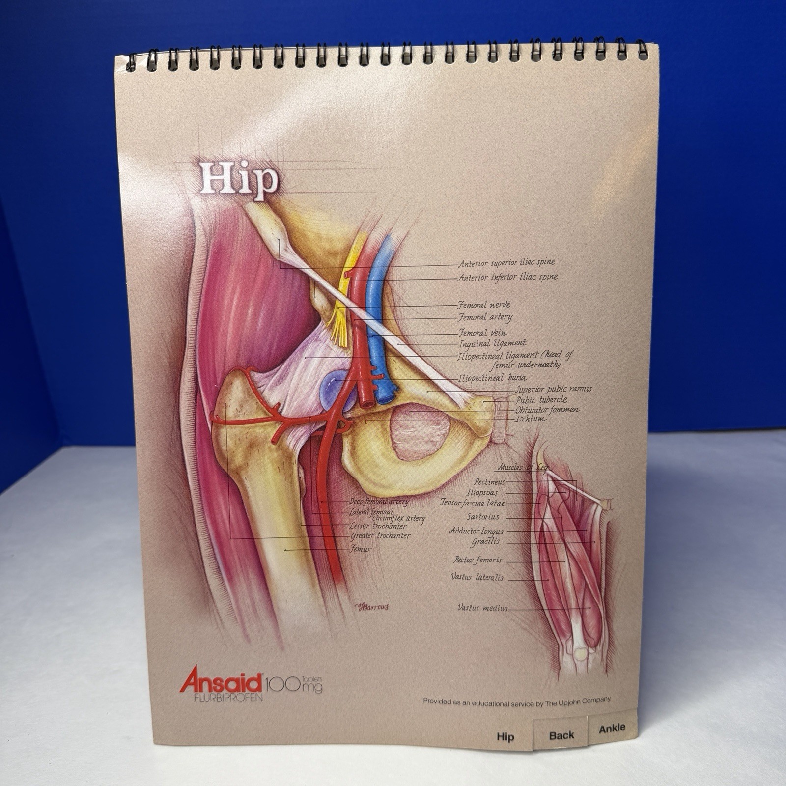 Ansaid Pain Medicine Anatomical Charts Drug Rep Ad Promo Pharma Marketing 1980s