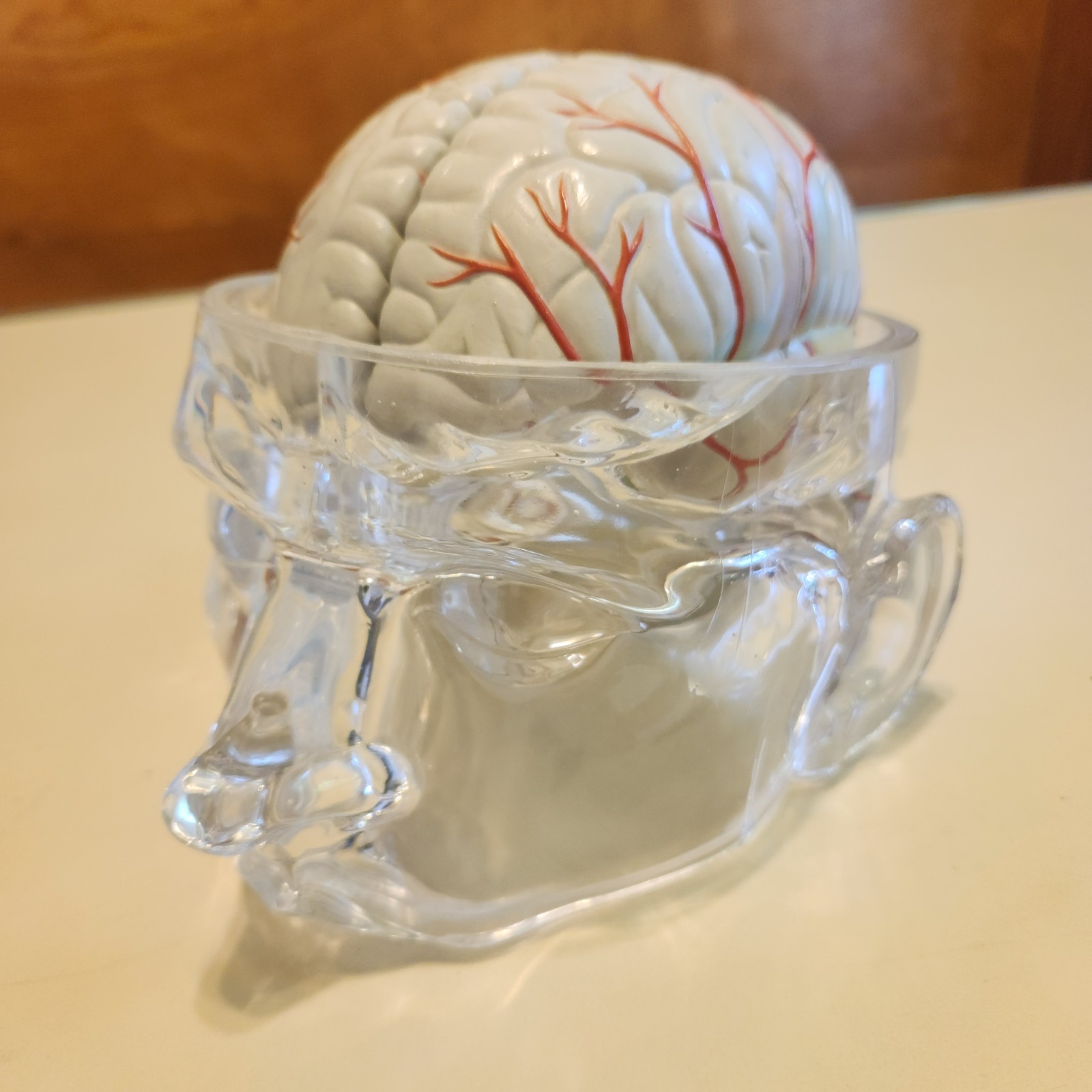 Seroquel Head Skull Brain Model Medical Pharmaceutical Science Display Clear